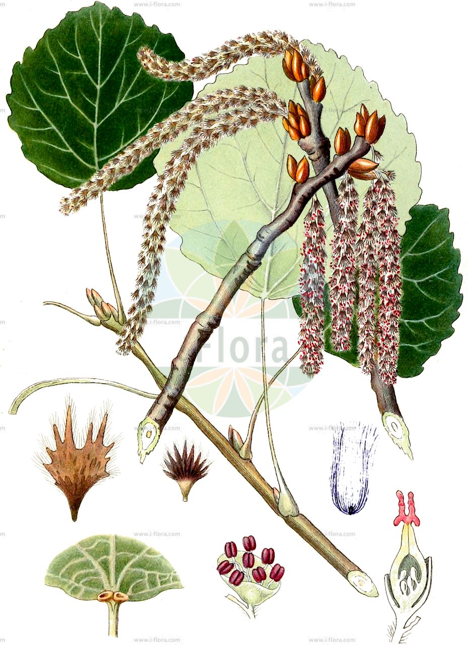 Populus tremula - Salicaceae,Plantae,Pteridobiotina,Angiosperms,Malpighiales,Salicaceae,Populus,Populus tremula,Populus australis, Populus bonatii, Populus duclouxiana, Populus microcarpa, Populus pseudotremula, Populus repanda, Populus rotundifolia, Populus rotundifolia var. bonati, Populus rotundifolia var. duclouxiana, Populus tremula var. australis, Populus tremula var. repanda, Populus villosa, Tremula vulgaris,Zitter-Pappel;Espe;Aspe;aspen;american aspen;european aspen;trembling poplar;quaking aspen;Tremble;peuplier tremble;alamo tremblon;álamo temblón;chopo temblón;lamparilla;temblón;tiemblo;tremoleta;tremolín;Pioppo tremulo;pioppo tremolo;water-torkruid;espenboom;ratelpopulier;choupo-tremedor;álamo-tremedor;faia-preta;осина обыкновенная;осина;тополь дрожащий;titrek kavak;plep;trèmol;crna topola;topolina;asp;bævre asp;osika;topola osika;trepetlika;rezgő nyár;osika;topol osika;plop tremurător;osika;topoľ osikový;осика;осика;трепетлика;harilik haab;parastā apse;osp;haapa;metsähaapa;blæösp;drebulė;αγριόλευκα;λεύκη τρέμουσα;τοπόλι;ōu zhōu shān yáng;欧洲山杨