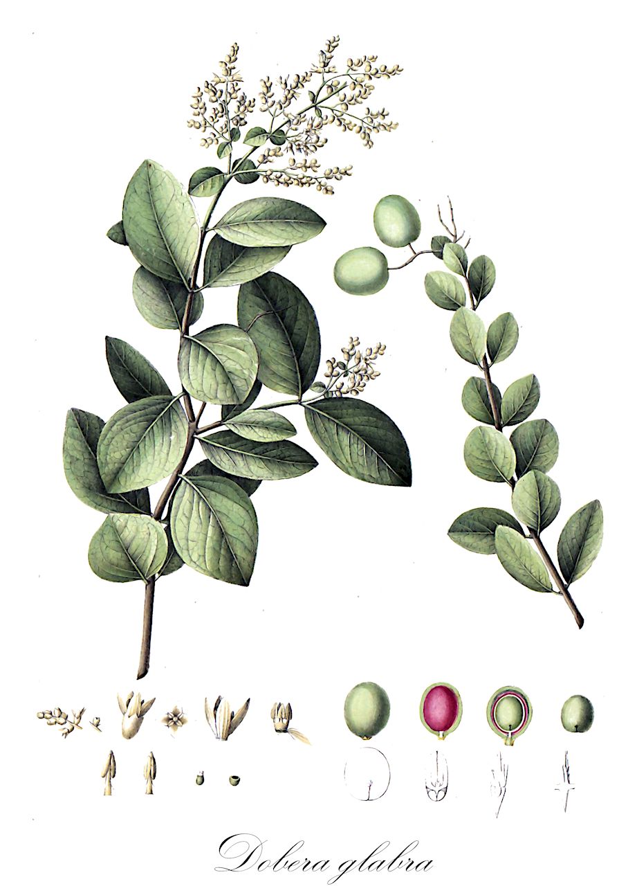 Dobera glabra - Salvadoraceae,Plantae,Pteridobiotina,Angiosperms,Brassicales,Salvadoraceae,Dobera,Dobera glabra,Dobera arabica, Dobera coriacea, Dobera dubia, Salvadora glabra, Schizocalyx coriaceus, Tomex dubia, Tomex glabra
