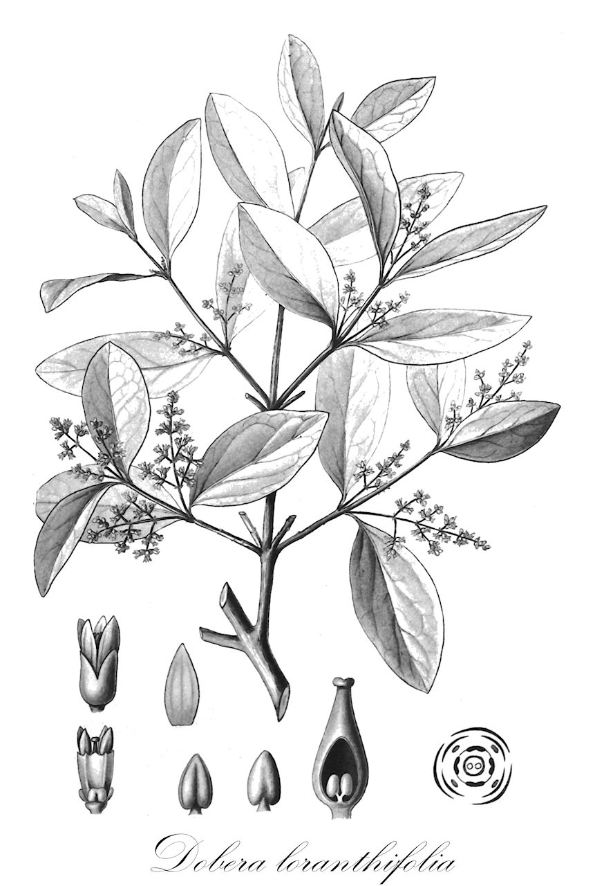 Dobera loranthifolia - Salvadoraceae,Plantae,Pteridobiotina,Angiosperms,Brassicales,Salvadoraceae,Dobera,Dobera loranthifolia,Dobera allenii, Dobera glabra var. macalusoi, Dobera glabra var. subcoriacea, Dobera macalusoi, Platymitium loranthifolium