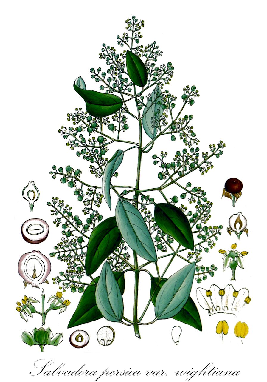 Salvadora persica var. wightiana - Salvadoraceae,Plantae,Pteridobiotina,Angiosperms,Brassicales,Salvadoraceae,Salvadora,Salvadora persica,Salvadora persica var. wightiana,Salvadora biflora, Salvadora capitulata, Salvadora indica, Salvadora koenigii, Salvadora persica var. indica, Salvadora wightiana