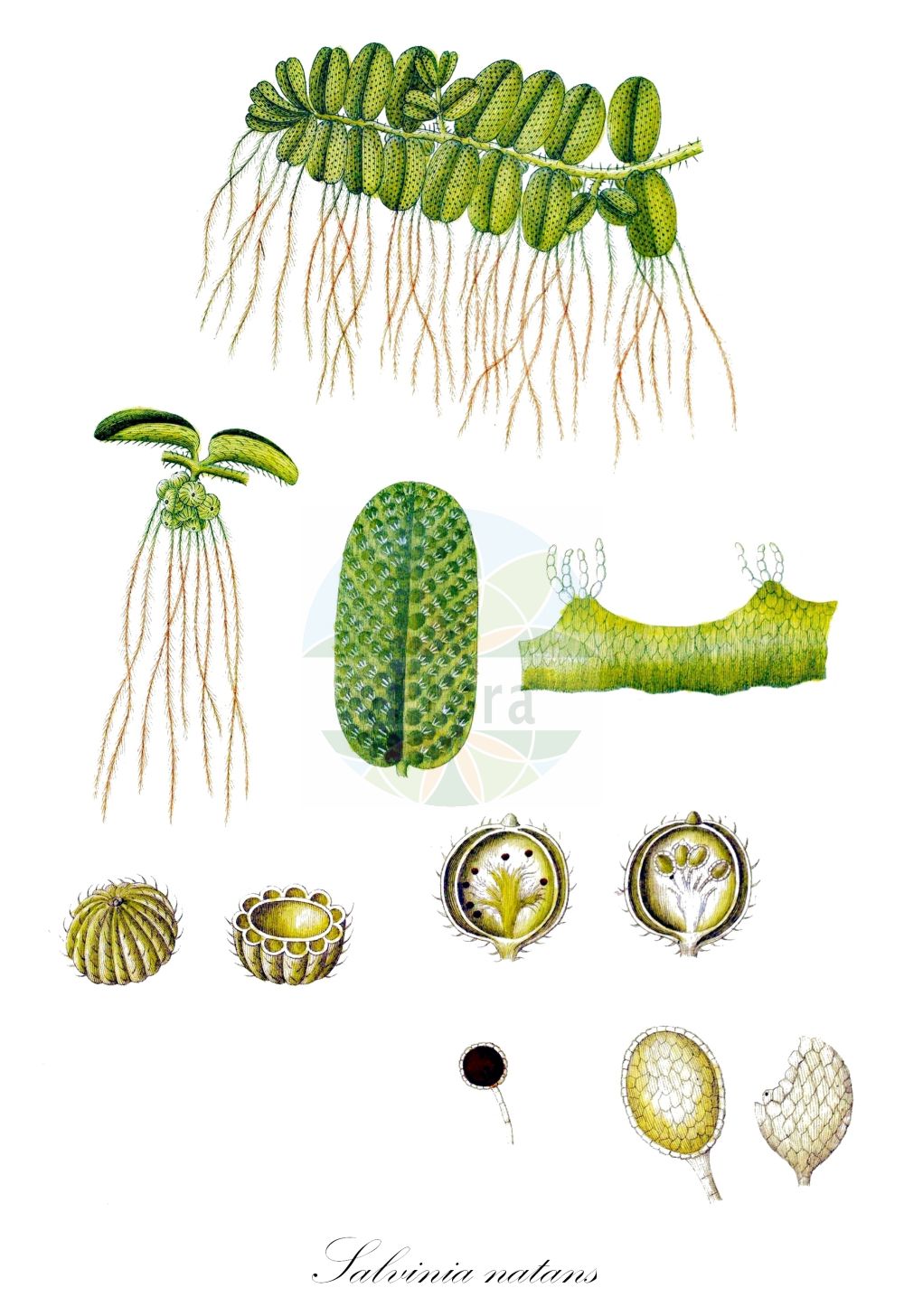 Salvinia natans - Salviniaceae,Plantae,Pteridobiotina,Polypodiophyta,Polypodiopsida,Polypodiidae,Salviniales,Salviniaceae,Salvinia,Salvinia natans,Marsilea natans, Marsilea patens, Marsilea salvinioides, Salvinia europaea, Salvinia sprengelii, Salvinia verticillata, Salvinia vulgaris, Trichomanes villosulum,Gewöhnlicher Schwimmfarn;Schwimmfarn;floating watermoss;floating fern;floating salvinia;Salvinie flottante;salvinie nageante;plavajoči plavček;salvinia nageant;Erba pesce;salvinia;erba-pesce;salvinia natante;vlotvaren;kleine vlotvaren;сальвиния плавающая;su eğreltisi;bar peshku;salvínia;simbräken;salwinia pływająca;sanshomo;サンショモ;sansômo;サンショウモ;plavajoči plavček;rucaüröm;vízi rucaöröm;nepukalka plovoucí;nepukalka vzplývající;peștișoară;salvínia plávajúca;сальвінія плаваюча;плаваща лейка;водена папрат;salvineyah tzafah;סַלְבִינְיָה צָפָה;plūduriuojančioji plūstis;σαλβίνια;huái yè píng;槐叶苹