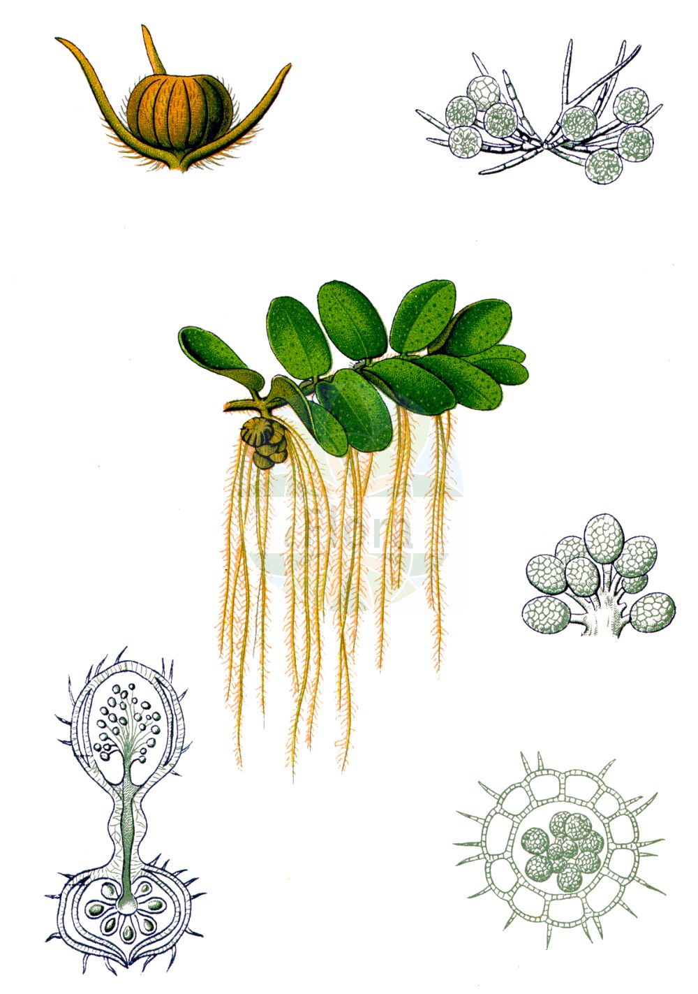 Salvinia natans - Salviniaceae,Plantae,Pteridobiotina,Polypodiophyta,Polypodiopsida,Polypodiidae,Salviniales,Salviniaceae,Salvinia,Salvinia natans,Marsilea natans, Marsilea patens, Marsilea salvinioides, Salvinia europaea, Salvinia sprengelii, Salvinia verticillata, Salvinia vulgaris, Trichomanes villosulum,Gewöhnlicher Schwimmfarn;Schwimmfarn;floating watermoss;floating fern;floating salvinia;Salvinie flottante;salvinie nageante;plavajoči plavček;salvinia nageant;Erba pesce;salvinia;erba-pesce;salvinia natante;vlotvaren;kleine vlotvaren;сальвиния плавающая;su eğreltisi;bar peshku;salvínia;simbräken;salwinia pływająca;sanshomo;サンショモ;sansômo;サンショウモ;plavajoči plavček;rucaüröm;vízi rucaöröm;nepukalka plovoucí;nepukalka vzplývající;peștișoară;salvínia plávajúca;сальвінія плаваюча;плаваща лейка;водена папрат;salvineyah tzafah;סַלְבִינְיָה צָפָה;plūduriuojančioji plūstis;σαλβίνια;huái yè píng;槐叶苹