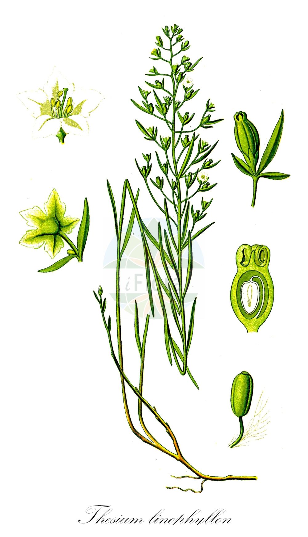 Thesium linophyllon - Santalaceae,Plantae,Pteridobiotina,Angiosperms,Santalales,Santalaceae,Thesium,Thesium linophyllon,Linophyllum clusii, Linosyris intermedia, Linosyris linophyllon, Thesium arvense, Thesium fulvopes, Thesium hutterianum, Thesium intermedium, Thesium linifolium, Thesium linophyllon var. pilosiusculum, Thesium transsilvanicum, Xerololophus trinervis,Mittleres Vermeinkraut;Mittleres Leinblatt;Leinblättriges Leinblatt;Mittlerer Bergflachs;Gewöhnlicher Bergflachs;Leinblättriger Bergflachs;flax-leaved bastard toadflax;Thésium à feuilles de lin;thésion à feuilles de lin;thésium intermédiaire;Linaiola comune;vlasbladig bergvlas;ленец льнолистный;ulu güvelek;armirë;obični lanak;leniec pospolity;navadna lanika;lenlevelű zsellérke;lněnka lnolistá;măciulie;ľanolistník prostredný;льонолисник льонолистий;пълзящ ленолист;ланак