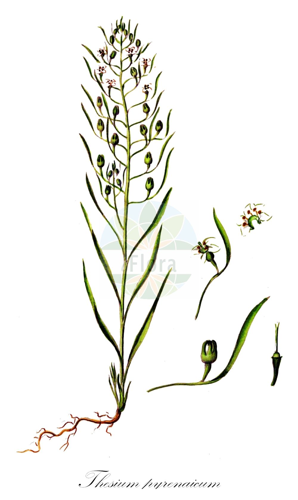 Thesium pyrenaicum - Santalaceae,Plantae,Pteridobiotina,Angiosperms,Santalales,Santalaceae,Thesium,Thesium pyrenaicum,Linophyllum pratense, Thesium ambiguum, Thesium brevicolle, Thesium decumbens, Thesium hockeanum, Xerololophus pratense,Pyrenäen-Leinblatt;Pyrenäen-Vermeinkraut;Großblütiges Wiesen-Leinblatt;Großblütiger Wiesen-Bergflachs;Wiesen-Leinblatt;Pyrenäen-Bergflachs;Gewöhnliches Wiesen-Leinblatt;Kleinblütiger Wiesen-Bergflachs;meadow bastard toadflax;pyrenean bastard toadflax;Thésium des Pyrénées;thésion des prés;thésium des prés;tesio pirenaico;Linaiola pirenaica;weidebergvlas;tèsium pirinenc;pirenejski lanak;leniec łąkowy;pirenejska lanika;lněnka pyrenejská;ľanolistník pyrenejský;ланак