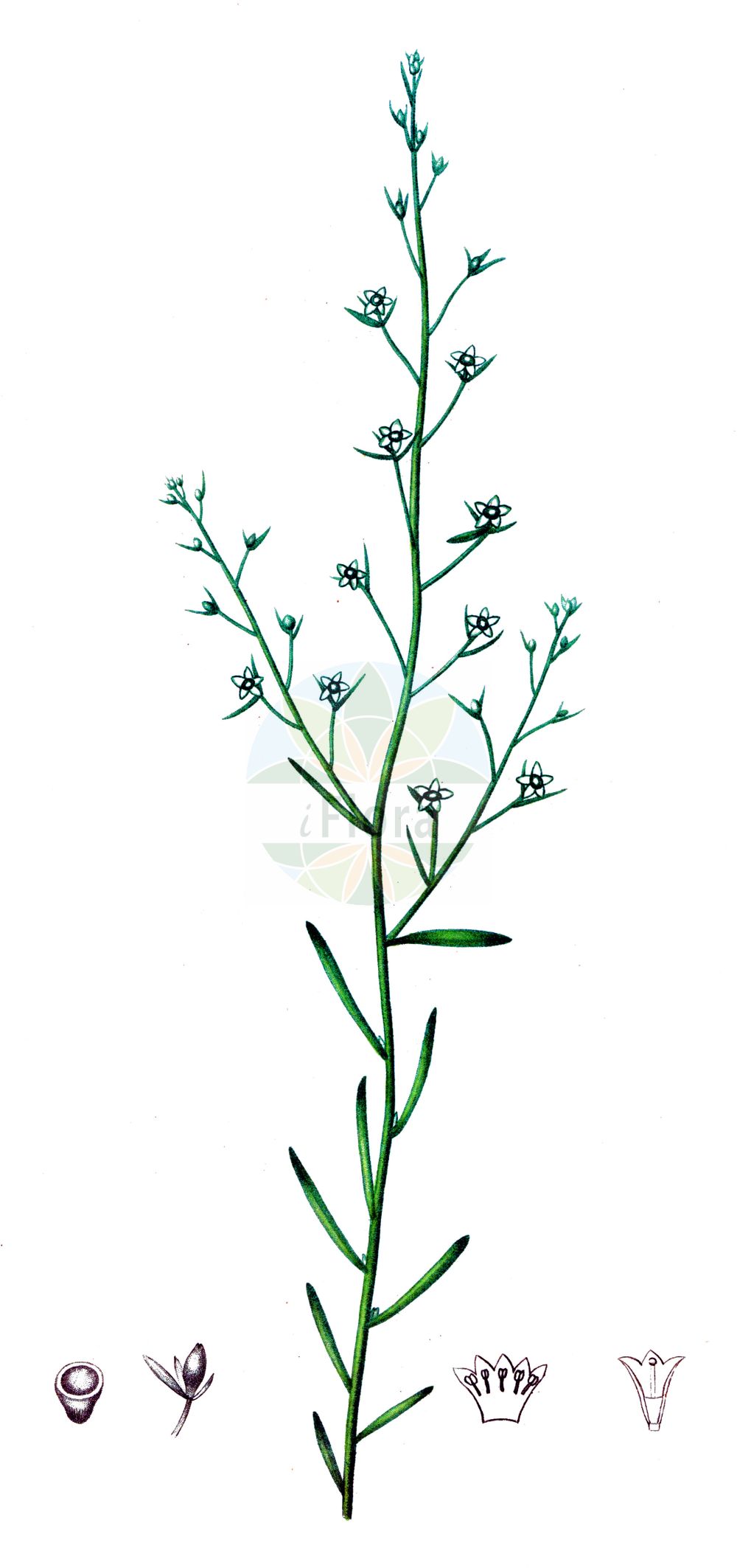 Thesium linophyllon - Santalaceae,Plantae,Pteridobiotina,Angiosperms,Santalales,Santalaceae,Thesium,Thesium linophyllon,Linophyllum clusii, Linosyris intermedia, Linosyris linophyllon, Thesium arvense, Thesium fulvopes, Thesium hutterianum, Thesium intermedium, Thesium linifolium, Thesium linophyllon var. pilosiusculum, Thesium transsilvanicum, Xerololophus trinervis,Mittleres Vermeinkraut;Mittleres Leinblatt;Leinblättriges Leinblatt;Mittlerer Bergflachs;Gewöhnlicher Bergflachs;Leinblättriger Bergflachs;flax-leaved bastard toadflax;Thésium à feuilles de lin;thésion à feuilles de lin;thésium intermédiaire;Linaiola comune;vlasbladig bergvlas;ленец льнолистный;ulu güvelek;armirë;obični lanak;leniec pospolity;navadna lanika;lenlevelű zsellérke;lněnka lnolistá;măciulie;ľanolistník prostredný;льонолисник льонолистий;пълзящ ленолист;ланак