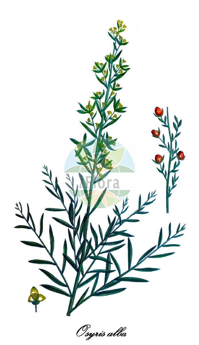 Osyris alba - Santalaceae,Plantae,Pteridobiotina,Angiosperms,Santalales,Santalaceae,Osyris,Osyris alba,Osyris mediterranea,Honigduftender Rutenstrauch;osyris blanc;rouvet blanc;bois pliant;osyris;rouvet;bojecillo;casia poética;guardalobo;retama blanca;retama loca;cassia poetica;osiride bianca;ginestrella comune;linaiola del Monte Rotondo;ata-pulgas;cássia-branca;osíride;retama;sándalo-branco;озирис белый;morcak;rrushkuqe;ginestà;ginestó;ginestola;retrama;bijela metla;bela metlina;озирис;shivtan lavan;שִׁבְטָן לָבָן;σκουπόχορτο