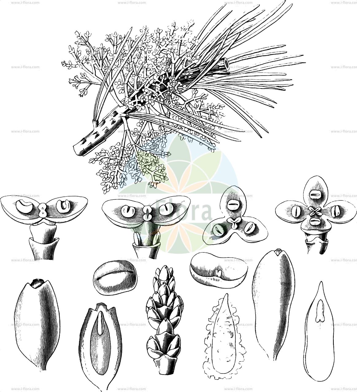 Arceuthobium oxycedri - Santalaceae,Plantae,Pteridobiotina,Angiosperms,Santalales,Santalaceae,Arceuthobium,Arceuthobium oxycedri,Arceuthobium juniperi, Razoumofskya oxycedri, Viscum oxycedri,Wacholdermistel;Wacholder-Mistel;petit gui du genévrier;arceutobe de l'oxycèdre;europäische Wacholdmistel;gui de l'oxycèdre;grama de enebro;arceutobio;vischio dei ginepri;vischio del ginepro;арцеутобиум можжевельниковый;омела можжевеловая;ardıç güveleği;vell;arceutobi;imelica borovice;navadni brinjekaz;арцеутобій ялівцевий;хвойниче