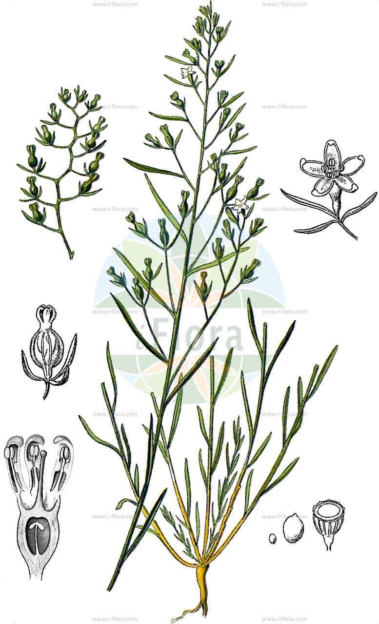 Thesium pyrenaicum - Santalaceae,Plantae,Pteridobiotina,Angiosperms,Santalales,Santalaceae,Thesium,Thesium pyrenaicum,Linophyllum pratense, Thesium ambiguum, Thesium brevicolle, Thesium decumbens, Thesium hockeanum, Xerololophus pratense,Pyrenäen-Leinblatt;Pyrenäen-Vermeinkraut;Großblütiges Wiesen-Leinblatt;Großblütiger Wiesen-Bergflachs;Wiesen-Leinblatt;Pyrenäen-Bergflachs;Gewöhnliches Wiesen-Leinblatt;Kleinblütiger Wiesen-Bergflachs;meadow bastard toadflax;pyrenean bastard toadflax;Thésium des Pyrénées;thésion des prés;thésium des prés;tesio pirenaico;Linaiola pirenaica;weidebergvlas;tèsium pirinenc;pirenejski lanak;leniec łąkowy;pirenejska lanika;lněnka pyrenejská;ľanolistník pyrenejský;ланак