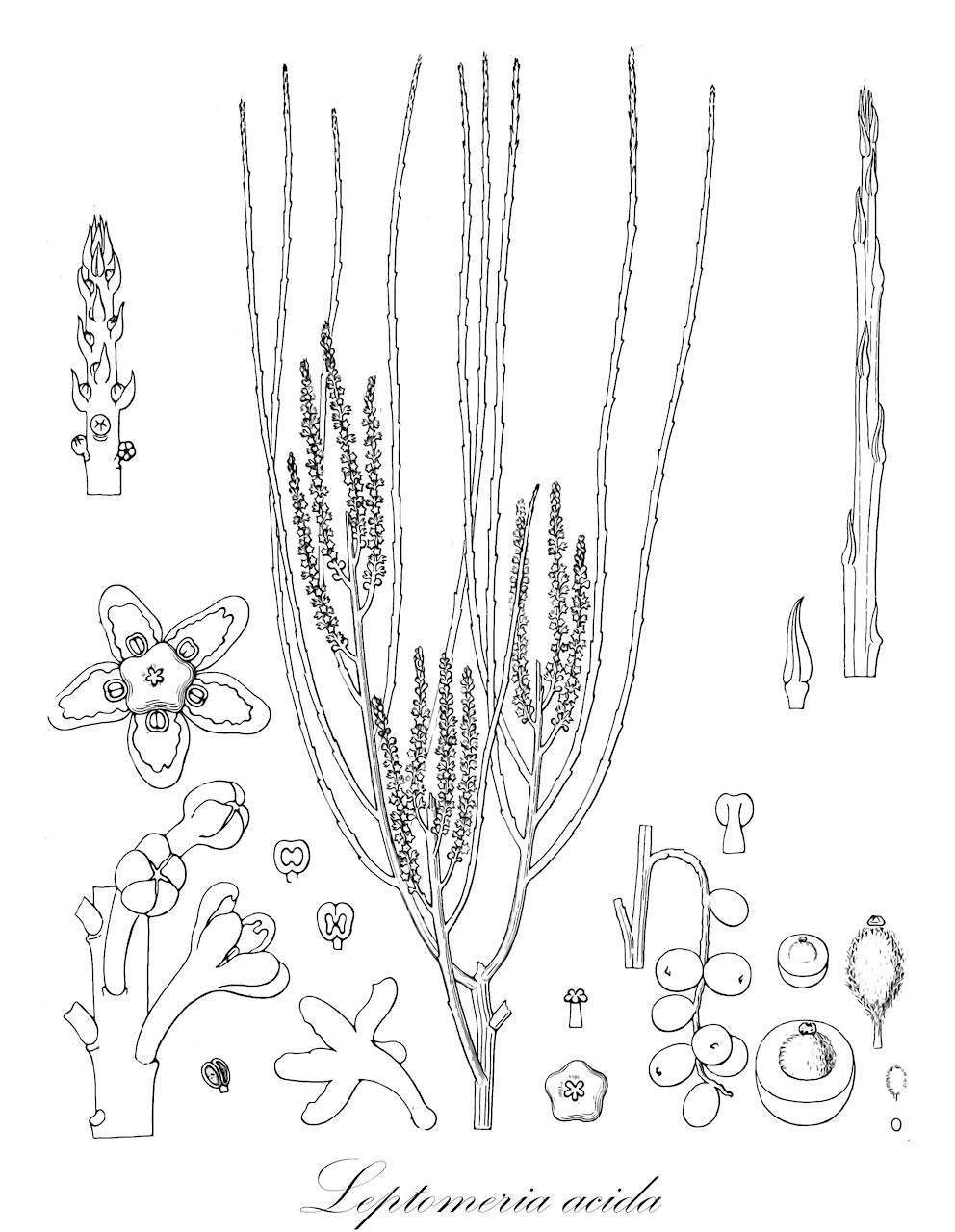 Leptomeria acida - Santalaceae,Plantae,Pteridobiotina,Angiosperms,Santalales,Santalaceae,Leptomeria,Leptomeria acida