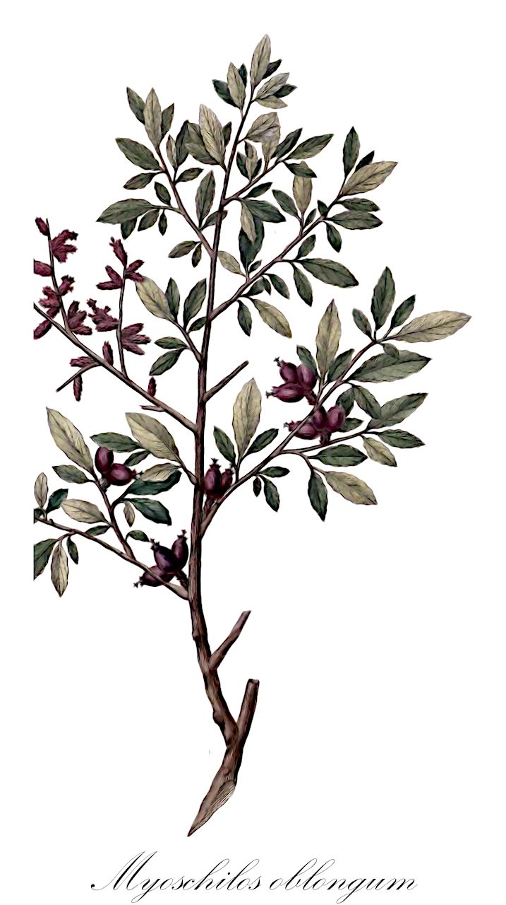 Myoschilos oblongum - Santalaceae,Plantae,Pteridobiotina,Angiosperms,Santalales,Santalaceae,Myoschilos,Myoschilos oblongum,Myoschilos angustata, Myoschilos angustus, Myoschilos oblonga var. angustata
