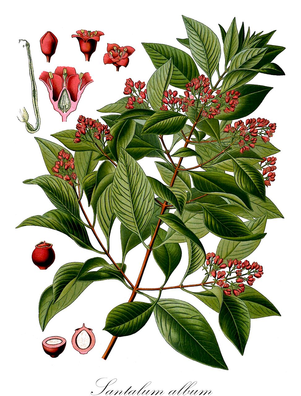 Santalum album - Santalaceae,Plantae,Pteridobiotina,Angiosperms,Santalales,Santalaceae,Santalum,Santalum album,Santalum ovatum, Sirium myrtifolium,Sandelholzbaum;Weißes Sandelholz