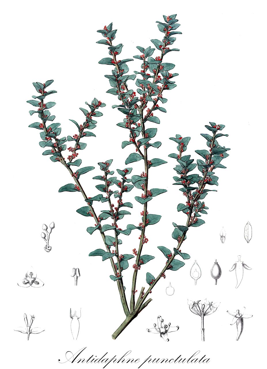 Antidaphne punctulata - Santalaceae,Plantae,Pteridobiotina,Angiosperms,Santalales,Santalaceae,Antidaphne,Antidaphne punctulata,Eremolepis punctulata, Eremolepis verrucosa, Lepidoceras punctulatum