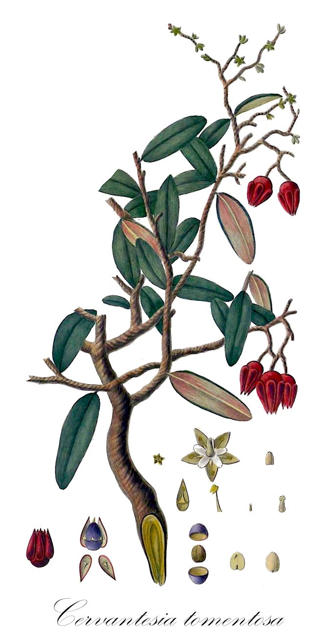Cervantesia tomentosa - Santalaceae,Plantae,Pteridobiotina,Angiosperms,Santalales,Santalaceae,Cervantesia,Cervantesia tomentosa,Casimiroa tomentosa, Cassine tomentosa, Cervantesia kunthiana, Cervantesia macrocarpa, Cervantesia tomentosa, Elaeodendron tomentosum