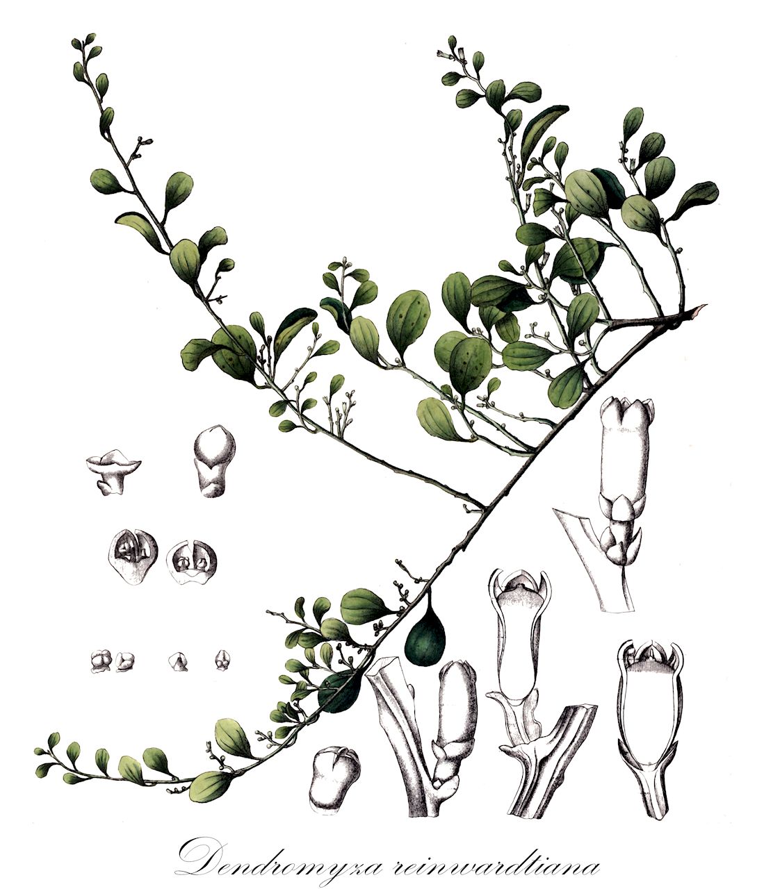 Dendromyza reinwardtiana - Santalaceae,Plantae,Pteridobiotina,Angiosperms,Santalales,Santalaceae,Dendromyza,Dendromyza reinwardtiana,Dendrotrophe plurinervia, Dendrotrophe reinwardtiana, Henslowia reinwardtiana, Henslowia robinsonii, Tupeia racemosa, Tupeia reinwardtiana