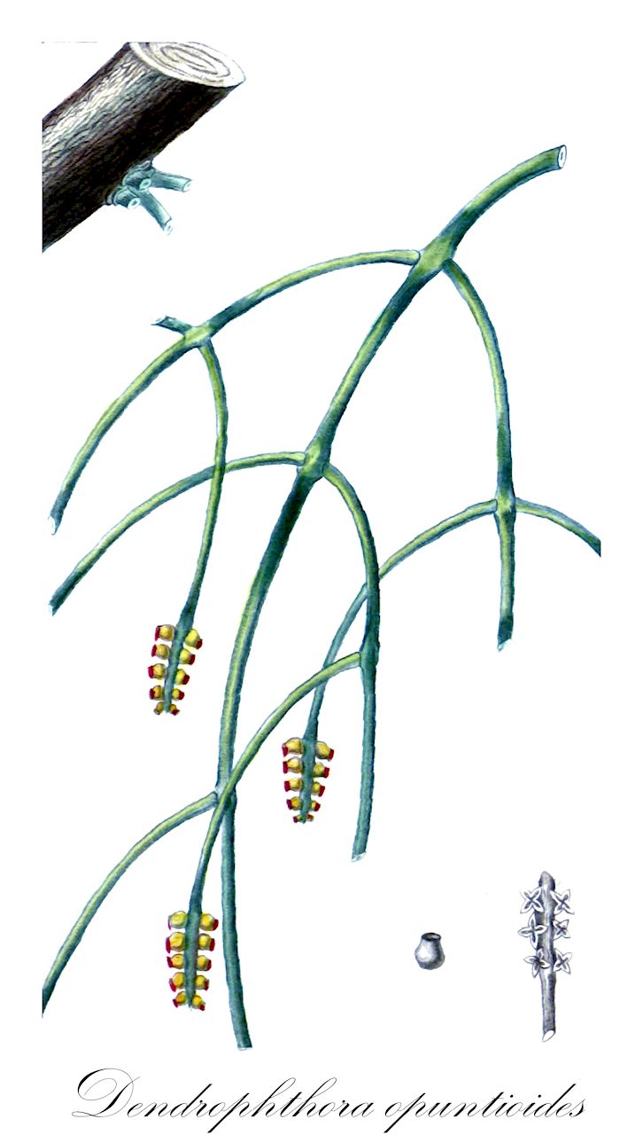 Dendrophthora opuntioides - Santalaceae,Plantae,Pteridobiotina,Angiosperms,Santalales,Santalaceae,Dendrophthora,Dendrophthora opuntioides,Arceuthobium opuntioides, Arceuthobium opuntioides, Dendrophthora danceri, Dendrophthora monstrosa, Distichella danceri, Distichella opuntioides, Ozarthris opuntioides, Ozarthris opuntioiodes, Razoumofskya jamaicensis, Razoumofskya opuntiodes, Razoumofskya opuntioides, Viscum monstrosum, Viscum opuntioides, Viscum opuntioides var. angustius