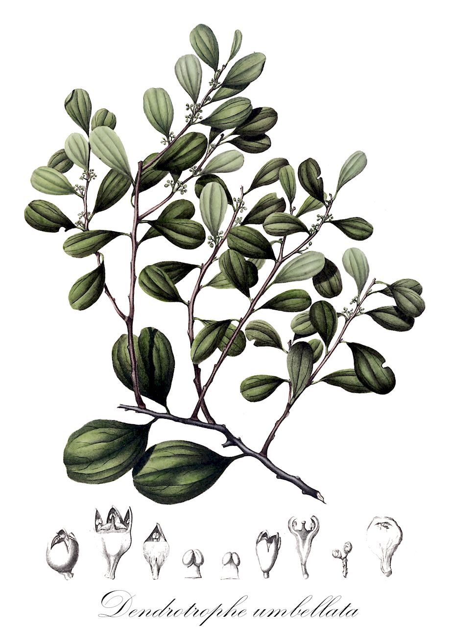 Dendrotrophe umbellata - Santalaceae,Plantae,Pteridobiotina,Angiosperms,Santalales,Santalaceae,Dendrotrophe,Dendrotrophe umbellata,Dendrotrophe monticola, Dendrotrophe umbellata var. umbellata, Henslowia monticola, Henslowia umbellata, Loranthus firmus, Thesium spathulatum, Tupeia umbellata, Viscum umbellatum
