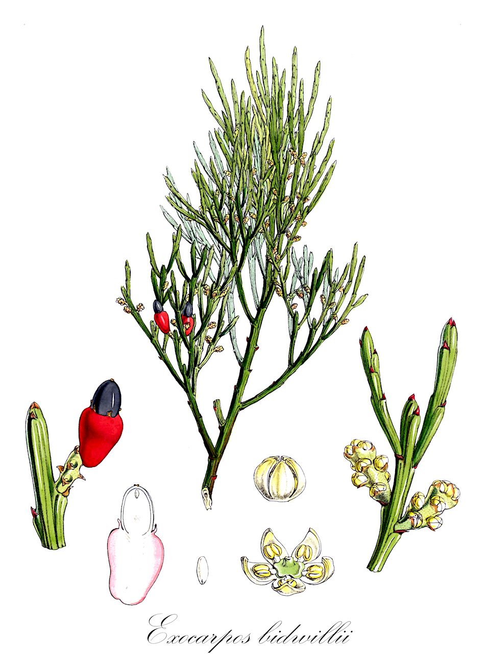 Exocarpos bidwillii - Santalaceae,Plantae,Pteridobiotina,Angiosperms,Santalales,Santalaceae,Exocarpos,Exocarpos bidwillii,Xylophyllos bidwillii