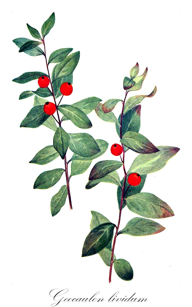 Geocaulon lividum - Santalaceae,Plantae,Pteridobiotina,Angiosperms,Santalales,Santalaceae,Geocaulon,Geocaulon lividum,Comandra livida, Hamiltonia sarmentosa