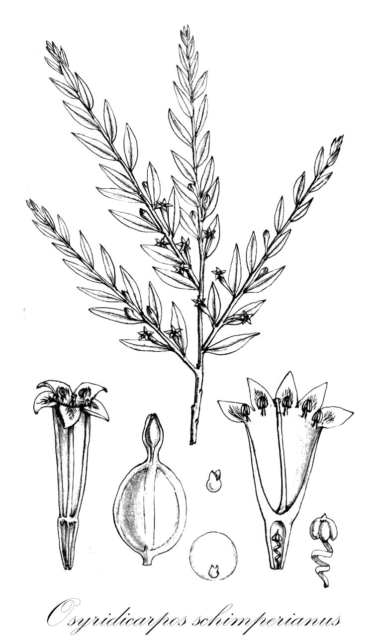Osyridicarpos schimperianus - Santalaceae,Plantae,Pteridobiotina,Angiosperms,Santalales,Santalaceae,Osyridicarpos,Osyridicarpos schimperianus,Osyridicarpos mildbraedianus, Osyridicarpos natalensis, Thesium schimperianum