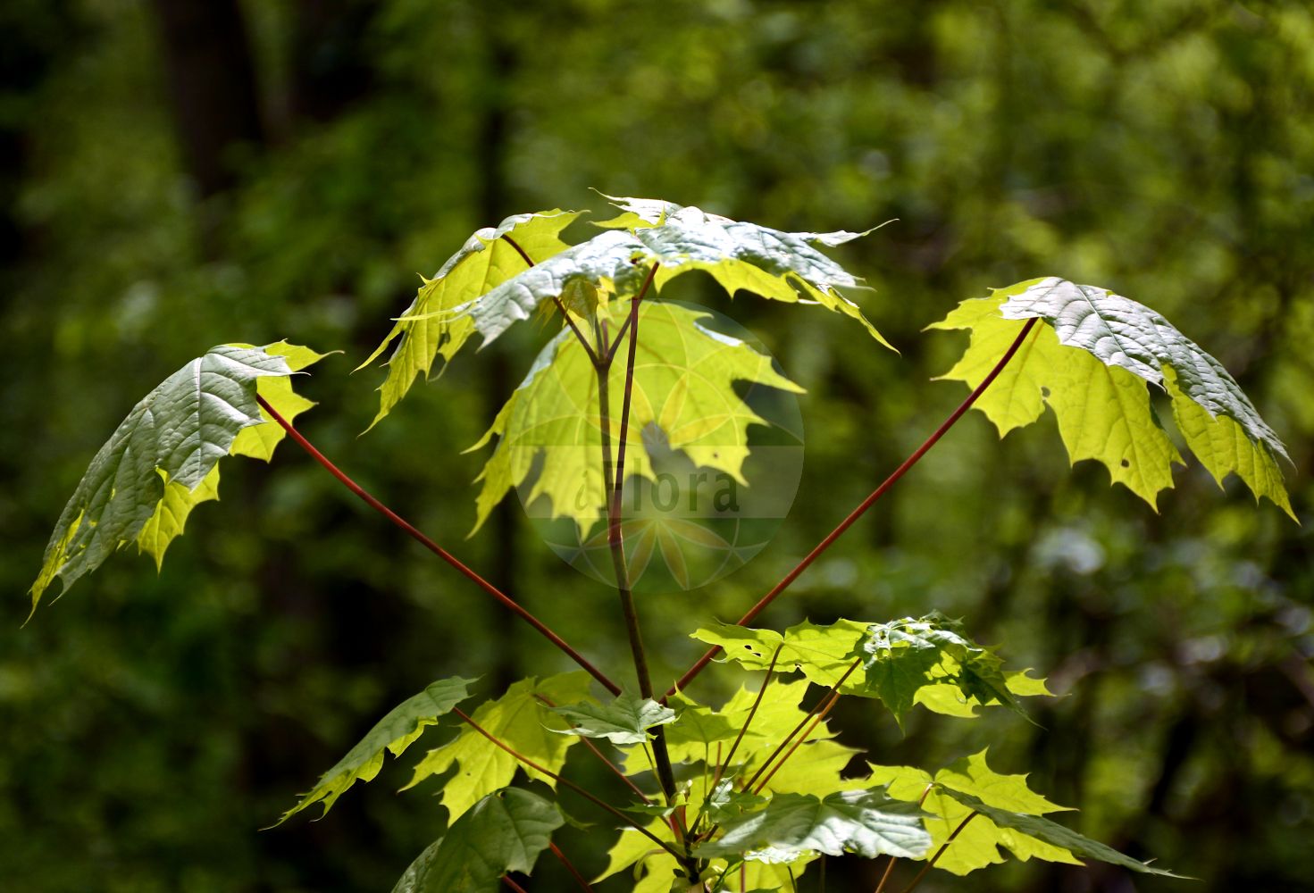 Acer platanoides - Sapindaceae,Plantae,Pteridobiotina,Angiosperms,Sapindales,Sapindaceae,Hippocastanoideae,Acer,Acer platanoides,Acer dieckii, Acer dieckii f. integrilobum, Acer dieckii f. monstrosum, Acer fallax, Acer laciniatum, Acer lactescens, Acer laetum var. cordifolium, Acer lobelii var. dieckii, Acer lobergii, Acer palmatifidum, Acer platanifolium, Acer platanoides f. acuminatum, Acer platanoides f. adspersum, Acer platanoides f. albescens, Acer platanoides f. albodentatum, Acer platanoides f. albovariegatum, Acer platanoides f. argutum, Acer platanoides f. aureomarginatum, Acer platanoides f. bicolor, Acer platanoides f. buntzleri, Acer platanoides f. coloratum, Acer platanoides f. columnare, Acer platanoides f. commune, Acer platanoides f. cucullatum, Acer platanoides f. cucullatum, Acer platanoides f. cuneatum, Acer platanoides f. dilaceratum, Acer platanoides f. dissectum, Acer platanoides f. drummondii, Acer platanoides f. erectum, Acer platanoides f. globosum, Acer platanoides f. incumbens, Acer platanoides f. irregulare, Acer platanoides f. laciniatum, Acer platanoides f. laetum, Acer platanoides f. latifolium, Acer platanoides f. lorbergii, Acer platanoides f. meyeringii, Acer platanoides f. nanum, Acer platanoides f. pictum, Acer platanoides f. platanoides, Acer platanoides f. plicatum, Acer platanoides f. productum, Acer platanoides f. pseudotruncatum, Acer platanoides f. puckleri, Acer platanoides f. pygmaeum, Acer platanoides f. reitenbachii, Acer platanoides f. roseobullatum, Acer platanoides f. rubrum, Acer platanoides f. rufescens, Acer platanoides f. schwedleri, Acer platanoides f. undulatum, Acer platanoides f. variegatum, Acer platanoides var. albovariegatum, Acer platanoides var. aureovariegatum, Acer platanoides var. bullatum, Acer platanoides var. buntzleri, Acer platanoides var. coloratum, Acer platanoides var. columnare, Acer platanoides var. crispum, Acer platanoides var. cucullatum, Acer platanoides var. decussatum, Acer platanoides var. drummondii, Acer platanoides var. globosum, Acer platanoides var. hederifolium, Acer platanoides var. heterophyllum, Acer platanoides var. heterophyllum-variegatum, Acer platanoides var. incumbens, Acer platanoides var. laciniatum, Acer platanoides var. lactescens, Acer platanoides var. lobatum, Acer platanoides var. macrocarpum, Acer platanoides var. minimum, Acer platanoides var. nanum, Acer platanoides var. palmatifidum, Acer platanoides var. palmatum, Acer platanoides var. palmipartitum, Acer platanoides var. pubescens, Acer platanoides var. purpureum, Acer platanoides var. reitenbachii, Acer platanoides var. rubrum, Acer platanoides var. schwedleri, Acer platanoides var. stollii, Acer platanoides var. undulatum, Acer platanoides var. variegatum, Acer reitenbachii, Acer rotundum, Acer schwedleri, Acer vitifolium, Euacer acutifolium, Euacer platanoides,Spitz-Ahorn;Europäischer Spitz-Ahorn;norway maple;plane maple;Erable plane;faux platane;érable plane;faux sycomore;érable blanc;érable platane;iseron;main découpée;plaine;plane;arce aplatanado;acirón;arce real;Acero riccio;acero platano;veld-ereprijs;amillacero;falso sicomoro;oppio riccio;veen-reukgras;veke-tåg;gewoone esdoorn;Noorse esdoorn;gewone esdoorn;plátano-bastardo;ácer-da-noruega;bordo-da-noruega;клен платановидный;клен остролистный;клён остролистный;клён платановидный;çınar akçaağacı;panjë;erable;javor mliječ;veelkleurig vergeet-mij-nietje;skogslönn;lönn;spids-løn;klon pospolitz;klon zwyczajny;ostrolistni javor;korai juhar;javor mléč;mléč;paltin de câmp;javor mliečny;клен гостролистий;млечен явор;шестил;harilik vaher;platanu kļava;parastā kļava;løn;metsävaahtera;paprastasis klevas