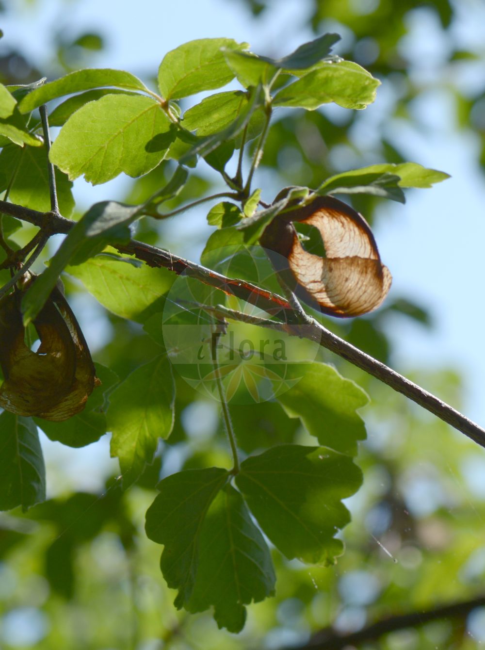 Acer griseum - Sapindaceae,Plantae,Pteridobiotina,Angiosperms,Sapindales,Sapindaceae,Hippocastanoideae,Acer,Acer griseum,Acer nikoense var. griseum, Acer pedunculatum, Crula grisea,Zimt-Ahorn