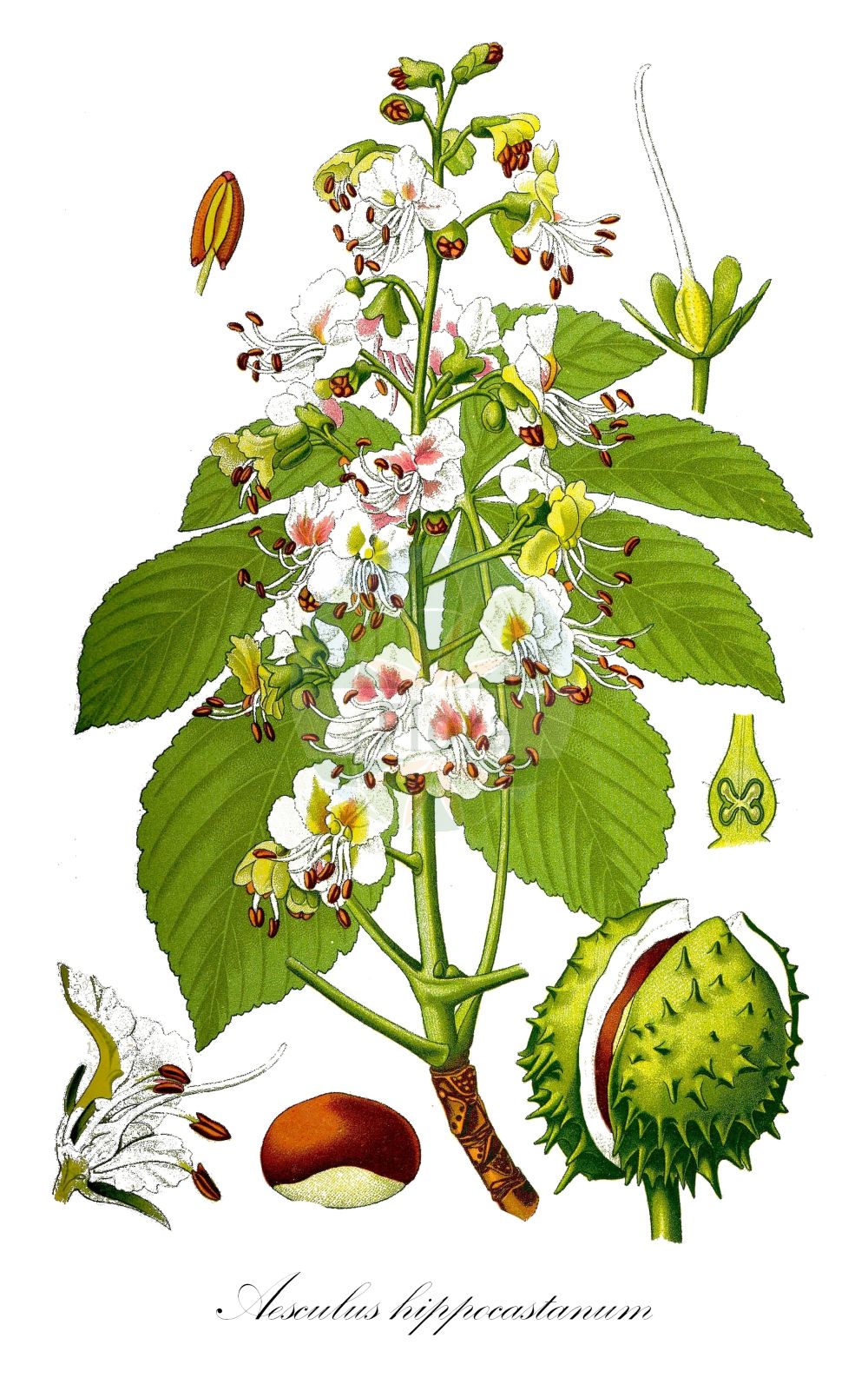 Aesculus hippocastanum - Sapindaceae,Plantae,Pteridobiotina,Angiosperms,Sapindales,Sapindaceae,Hippocastanoideae,Aesculus,Aesculus hippocastanum,Aesculus asplenifolia, Aesculus castanea, Aesculus hippocastanum f. beaumanii, Aesculus hippocastanum f. pendula, Aesculus hippocastanum var. argenteovariegata, Aesculus hippocastanum var. aureovariegata, Aesculus hippocastanum var. beaumanii, Aesculus hippocastanum var. flore-pleno, Aesculus hippocastanum var. incisa, Aesculus hippocastanum var. pendula, Aesculus hippocastanum var. variegata, Aesculus memmingeri, Aesculus procera, Aesculus septenata, Hippocastanum aesculus, Hippocastanum vulgare, Pawia hippocastanum,Gewöhnliche Rosskastanie;Weiße Rosskastanie;Europäische Rosskastanie;Balkan-Rosskastanie;Rosskastanie;horse-chestnut;common horse chestnut;Marronnier;marronnier d'Inde;châtaignier d'Inde;châtaignier de cheval;châtaignier de mer;faux châtaignier;marronnier commun;marronnier faux-châtaignier;castano de Indias;castano caballuno;castaño caballuno;castaño de Indias;castaño caballar;castaño caballuño;castaño falso;castaño loco;falso castaño;Ippocastano;castagno ippocastano;eschilo;castagno d'India;castagno amoro;castagno amaro;paardekastanje;witte paardenkastanje;castanha-da-India;castanha-da-índia;castanheiro-da-índia;falso-castanheiro;каштан конский обыкновенный;atkestanesi;hindkestanesi;gështenjë kali;castanyer bord;castanyer d'India;marronyer;divlji kesten;hästkastanj;hestekastanie;kasztanowiec pospolity;navadni divji kostanj;egyszerűen vadgesztenye;közönséges vadgesztenye;vadgesztenye;jírovec maďal;kaštan koňský;koňský kaštan;castan de india;castan sălbatic;castanul porcului;pagaštan konský;гіркокаштан звичайний;див кестен;конски кестен;обикновен конски кестен;hestekastanje;balkaninhevoskastanja;hevoskastanja;бели дивљи кестен;горки кестен;αγριοκαστανιά;ιπποκαστανιά