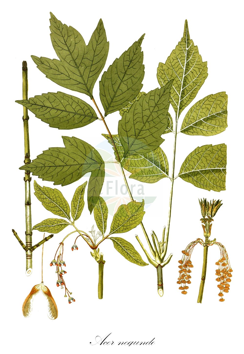 Acer negundo - Sapindaceae,Plantae,Pteridobiotina,Angiosperms,Sapindales,Sapindaceae,Hippocastanoideae,Acer,Acer negundo,Acer californicum var. texanum, Acer fauriei, Acer fraxinifolium, Acer fraxinifolium, Acer lobatum, Acer negundo f. angustifolium, Acer negundo f. angustissimum, Acer negundo f. argenteolimbatum, Acer negundo f. argenteomarginatum, Acer negundo f. argenteonotatum, Acer negundo f. argenteovariegatum, Acer negundo f. auratum, Acer negundo f. aureolimbatum, Acer negundo f. aureomaculatum, Acer negundo f. aureomarginatum, Acer negundo f. aureonotatum, Acer negundo f. aureovariegatum, Acer negundo f. bicolor, Acer negundo f. chrysophyllum, Acer negundo f. crispum, Acer negundo f. discolor, Acer negundo f. flamingo, Acer negundo f. fructurubro, Acer negundo f. giganteum, Acer negundo f. glabrescens, Acer negundo f. guttatum, Acer negundo f. heterophyllum, Acer negundo f. insigne, Acer negundo f. lanceolatum, Acer negundo f. latifolium, Acer negundo f. loeveorum, Acer negundo f. luteopictum, Acer negundo f. lutescens, Acer negundo f. nanum, Acer negundo f. negundo, Acer negundo f. petiolatum, Acer negundo f. pruinosum, Acer negundo f. quinatum, Acer negundo f. rubescens, Acer negundo f. sanguineum, Acer negundo f. variegatum, Acer negundo f. versicolor, Acer negundo f. violaceum, Acer negundo f. wesmaelianum, Acer negundo subsp. boreale, Acer negundo var. negundo, Acer negundo var. poseudocalifornicum, Acer negundo var. rubifolium, Acer negundo var. trifoliatum, Acer trifoliatum, Negundium fraxineum, Negundium fraxinifolium, Negundium lobatum, Negundium trifoliatum, Negundo aceroides, Negundo aceroides subsp. violaceus, Negundo aceroides var. violaceum, Negundo fraxinifolium var. crispum, Negundo fraxinifolium var. violaceum, Negundo fraxinus, Negundo negundo, Negundo virginianum, Rulac negundo, Rulac negundo var. latifolia,Eschen-Ahorn;ashleaf maple;water ash;black ash;boxelder;cutleaf maple;maple ash;red river maple;ash-leaved maple;manitoba maple;Erable à feuilles de frêne;erable de Malabar;erable négonde;érable à feuilles de frêne;érable de Malabar;érable négonde;érable negondo;négondo;arce americano;arce de hojas de fresno;arce negundo;Acero americano;acero a foglie di frassino;acero negundo;vederesdoorn;ácer-negundo;bordo-negundo;pau-ferro;клён американский;клён ясенелистный;кдён ясенелистный;dişbudak yapraklı akçaağaç;isfendan;panjë;negundo;javor negundovac;negundovac;ask lönn;askebladet løn;jesioklon;klon jesionolistny;Amerikanski javor;kőrislevelű juhar;zöld juhar;javor jasanolistý;arţar american;arțar american;javor jaseňolistý;клен ясенолистий;ясенолистен явор;ясенолистни явор;saarvaher;ošlapu kļava;askløn;saarnivaahtera;калифорнијски јасенолисни јавор;калифорнијски негундо;негундо;uosialapis klevas;fù yè fēng;复叶枫;ne gun do dan pung;네군도단풍