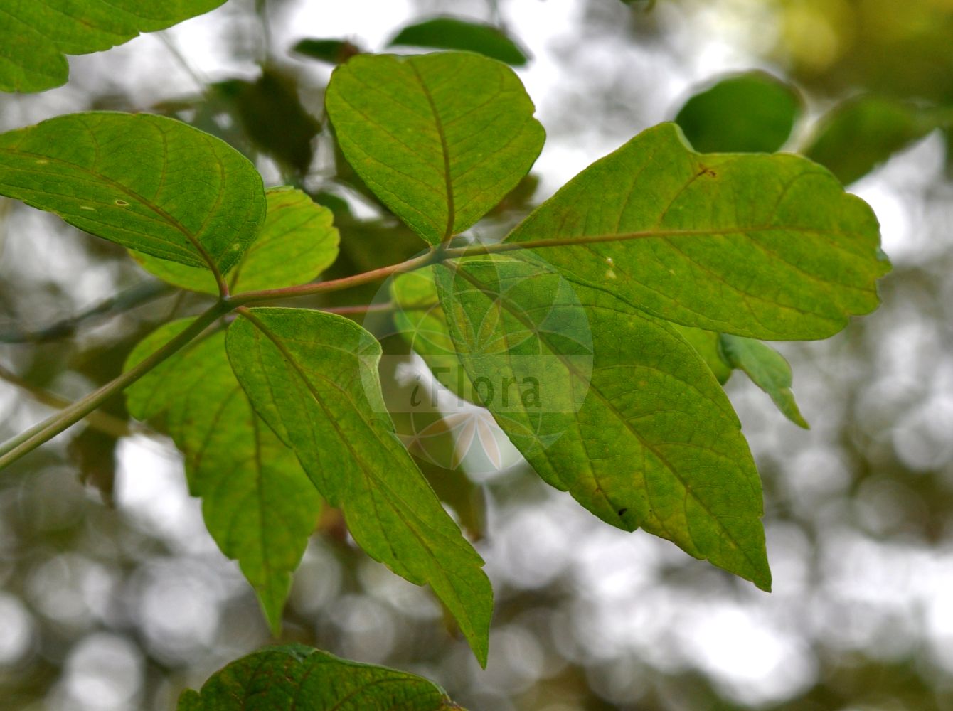 Acer negundo - Sapindaceae,Plantae,Pteridobiotina,Angiosperms,Sapindales,Sapindaceae,Hippocastanoideae,Acer,Acer negundo,Acer californicum var. texanum, Acer fauriei, Acer fraxinifolium, Acer fraxinifolium, Acer lobatum, Acer negundo f. angustifolium, Acer negundo f. angustissimum, Acer negundo f. argenteolimbatum, Acer negundo f. argenteomarginatum, Acer negundo f. argenteonotatum, Acer negundo f. argenteovariegatum, Acer negundo f. auratum, Acer negundo f. aureolimbatum, Acer negundo f. aureomaculatum, Acer negundo f. aureomarginatum, Acer negundo f. aureonotatum, Acer negundo f. aureovariegatum, Acer negundo f. bicolor, Acer negundo f. chrysophyllum, Acer negundo f. crispum, Acer negundo f. discolor, Acer negundo f. flamingo, Acer negundo f. fructurubro, Acer negundo f. giganteum, Acer negundo f. glabrescens, Acer negundo f. guttatum, Acer negundo f. heterophyllum, Acer negundo f. insigne, Acer negundo f. lanceolatum, Acer negundo f. latifolium, Acer negundo f. loeveorum, Acer negundo f. luteopictum, Acer negundo f. lutescens, Acer negundo f. nanum, Acer negundo f. negundo, Acer negundo f. petiolatum, Acer negundo f. pruinosum, Acer negundo f. quinatum, Acer negundo f. rubescens, Acer negundo f. sanguineum, Acer negundo f. variegatum, Acer negundo f. versicolor, Acer negundo f. violaceum, Acer negundo f. wesmaelianum, Acer negundo subsp. boreale, Acer negundo var. negundo, Acer negundo var. poseudocalifornicum, Acer negundo var. rubifolium, Acer negundo var. trifoliatum, Acer trifoliatum, Negundium fraxineum, Negundium fraxinifolium, Negundium lobatum, Negundium trifoliatum, Negundo aceroides, Negundo aceroides subsp. violaceus, Negundo aceroides var. violaceum, Negundo fraxinifolium var. crispum, Negundo fraxinifolium var. violaceum, Negundo fraxinus, Negundo negundo, Negundo virginianum, Rulac negundo, Rulac negundo var. latifolia,Eschen-Ahorn;ashleaf maple;water ash;black ash;boxelder;cutleaf maple;maple ash;red river maple;ash-leaved maple;manitoba maple;Erable à feuilles de frêne;erable de Malabar;erable négonde;érable à feuilles de frêne;érable de Malabar;érable négonde;érable negondo;négondo;arce americano;arce de hojas de fresno;arce negundo;Acero americano;acero a foglie di frassino;acero negundo;vederesdoorn;ácer-negundo;bordo-negundo;pau-ferro;клён американский;клён ясенелистный;кдён ясенелистный;dişbudak yapraklı akçaağaç;isfendan;panjë;negundo;javor negundovac;negundovac;ask lönn;askebladet løn;jesioklon;klon jesionolistny;Amerikanski javor;kőrislevelű juhar;zöld juhar;javor jasanolistý;arţar american;arțar american;javor jaseňolistý;клен ясенолистий;ясенолистен явор;ясенолистни явор;saarvaher;ošlapu kļava;askløn;saarnivaahtera;калифорнијски јасенолисни јавор;калифорнијски негундо;негундо;uosialapis klevas;fù yè fēng;复叶枫;ne gun do dan pung;네군도단풍