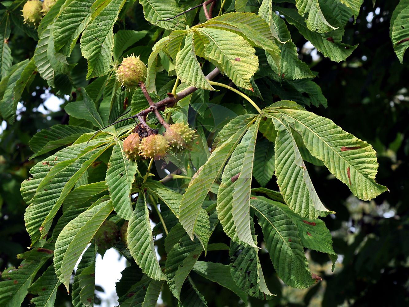 Aesculus hippocastanum - Sapindaceae,Plantae,Pteridobiotina,Angiosperms,Sapindales,Sapindaceae,Hippocastanoideae,Aesculus,Aesculus hippocastanum,Aesculus asplenifolia, Aesculus castanea, Aesculus hippocastanum f. beaumanii, Aesculus hippocastanum f. pendula, Aesculus hippocastanum var. argenteovariegata, Aesculus hippocastanum var. aureovariegata, Aesculus hippocastanum var. beaumanii, Aesculus hippocastanum var. flore-pleno, Aesculus hippocastanum var. incisa, Aesculus hippocastanum var. pendula, Aesculus hippocastanum var. variegata, Aesculus memmingeri, Aesculus procera, Aesculus septenata, Hippocastanum aesculus, Hippocastanum vulgare, Pawia hippocastanum,Gewöhnliche Rosskastanie;Weiße Rosskastanie;Europäische Rosskastanie;Balkan-Rosskastanie;Rosskastanie;horse-chestnut;common horse chestnut;Marronnier;marronnier d'Inde;châtaignier d'Inde;châtaignier de cheval;châtaignier de mer;faux châtaignier;marronnier commun;marronnier faux-châtaignier;castano de Indias;castano caballuno;castaño caballuno;castaño de Indias;castaño caballar;castaño caballuño;castaño falso;castaño loco;falso castaño;Ippocastano;castagno ippocastano;eschilo;castagno d'India;castagno amoro;castagno amaro;paardekastanje;witte paardenkastanje;castanha-da-India;castanha-da-índia;castanheiro-da-índia;falso-castanheiro;каштан конский обыкновенный;atkestanesi;hindkestanesi;gështenjë kali;castanyer bord;castanyer d'India;marronyer;divlji kesten;hästkastanj;hestekastanie;kasztanowiec pospolity;navadni divji kostanj;egyszerűen vadgesztenye;közönséges vadgesztenye;vadgesztenye;jírovec maďal;kaštan koňský;koňský kaštan;castan de india;castan sălbatic;castanul porcului;pagaštan konský;гіркокаштан звичайний;див кестен;конски кестен;обикновен конски кестен;hestekastanje;balkaninhevoskastanja;hevoskastanja;бели дивљи кестен;горки кестен;αγριοκαστανιά;ιπποκαστανιά