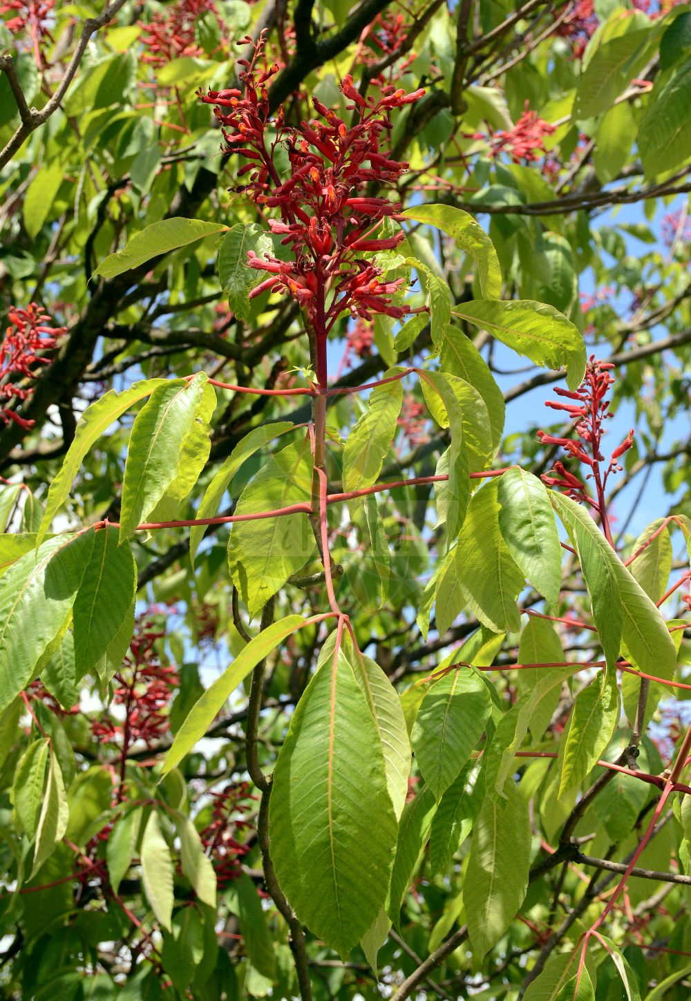 Aesculus pavia - Sapindaceae,Plantae,Pteridobiotina,Angiosperms,Sapindales,Sapindaceae,Hippocastanoideae,Aesculus,Aesculus pavia,Aesculus austrina, Aesculus discolor, Aesculus discolor var. mollis, Aesculus humilis, Aesculus lyonii, Aesculus mollis, Aesculus octandra var. discolor, Aesculus pavia var. discolor, Aesculus pavia var. humilis, Aesculus pavia var. hybrida, Aesculus pavia var. nana, Aesculus pavia var. pavia, Aesculus pavia var. pendula, Aesculus pubescens, Aesculus rubescens, Aesculus rubicunda var. whitleyi, Aesculus rubra, Aesculus splendens, Aesculus whitleyi, Macrothyrsus discolor, Pavia americana, Pavia atropurpurea, Pavia coriacea, Pavia fulva, Pavia glauca, Pavia humilis, Pavia intermedia, Pavia lindleyana, Pavia livida, Pavia longiflora, Pavia lucida, Pavia michauxii, Pavia mollis, Pavia octandria, Pavia pubescens, Pavia punctata, Pavia rubra, Pavia rubra f. pendula, Pavia rubra var. humilis, Pavia rubra var. sublaciniata, Pavia whitleyi, Pavia willdenowiana, Paviana coccinea, Pawia rubra,Rote Rosskastanie;Pavie;Echte Pavie;aescule rouge;pavier rouge;pavía roja;ippocastano rosso;eschilo rosso;gladde paardekastanje;конский каштан красный;конский каштан павия;kırmızı atkestanesi;crveni kesten;amerikansk hästkastanj;kasztanowiec krwisty;vörös vadgesztenye;jírovec pávie;pagaštan páviový;гіркокаштан червоний;црвени дивљи кестен