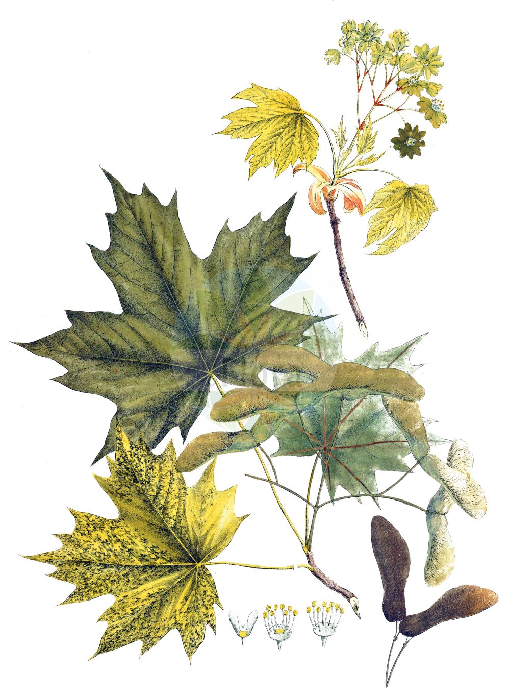 Acer platanoides - Sapindaceae,Plantae,Pteridobiotina,Angiosperms,Sapindales,Sapindaceae,Hippocastanoideae,Acer,Acer platanoides,Acer dieckii, Acer dieckii f. integrilobum, Acer dieckii f. monstrosum, Acer fallax, Acer laciniatum, Acer lactescens, Acer laetum var. cordifolium, Acer lobelii var. dieckii, Acer lobergii, Acer palmatifidum, Acer platanifolium, Acer platanoides f. acuminatum, Acer platanoides f. adspersum, Acer platanoides f. albescens, Acer platanoides f. albodentatum, Acer platanoides f. albovariegatum, Acer platanoides f. argutum, Acer platanoides f. aureomarginatum, Acer platanoides f. bicolor, Acer platanoides f. buntzleri, Acer platanoides f. coloratum, Acer platanoides f. columnare, Acer platanoides f. commune, Acer platanoides f. cucullatum, Acer platanoides f. cucullatum, Acer platanoides f. cuneatum, Acer platanoides f. dilaceratum, Acer platanoides f. dissectum, Acer platanoides f. drummondii, Acer platanoides f. erectum, Acer platanoides f. globosum, Acer platanoides f. incumbens, Acer platanoides f. irregulare, Acer platanoides f. laciniatum, Acer platanoides f. laetum, Acer platanoides f. latifolium, Acer platanoides f. lorbergii, Acer platanoides f. meyeringii, Acer platanoides f. nanum, Acer platanoides f. pictum, Acer platanoides f. platanoides, Acer platanoides f. plicatum, Acer platanoides f. productum, Acer platanoides f. pseudotruncatum, Acer platanoides f. puckleri, Acer platanoides f. pygmaeum, Acer platanoides f. reitenbachii, Acer platanoides f. roseobullatum, Acer platanoides f. rubrum, Acer platanoides f. rufescens, Acer platanoides f. schwedleri, Acer platanoides f. undulatum, Acer platanoides f. variegatum, Acer platanoides var. albovariegatum, Acer platanoides var. aureovariegatum, Acer platanoides var. bullatum, Acer platanoides var. buntzleri, Acer platanoides var. coloratum, Acer platanoides var. columnare, Acer platanoides var. crispum, Acer platanoides var. cucullatum, Acer platanoides var. decussatum, Acer platanoides var. drummondii, Acer platanoides var. globosum, Acer platanoides var. hederifolium, Acer platanoides var. heterophyllum, Acer platanoides var. heterophyllum-variegatum, Acer platanoides var. incumbens, Acer platanoides var. laciniatum, Acer platanoides var. lactescens, Acer platanoides var. lobatum, Acer platanoides var. macrocarpum, Acer platanoides var. minimum, Acer platanoides var. nanum, Acer platanoides var. palmatifidum, Acer platanoides var. palmatum, Acer platanoides var. palmipartitum, Acer platanoides var. pubescens, Acer platanoides var. purpureum, Acer platanoides var. reitenbachii, Acer platanoides var. rubrum, Acer platanoides var. schwedleri, Acer platanoides var. stollii, Acer platanoides var. undulatum, Acer platanoides var. variegatum, Acer reitenbachii, Acer rotundum, Acer schwedleri, Acer vitifolium, Euacer acutifolium, Euacer platanoides,Spitz-Ahorn;Europäischer Spitz-Ahorn;norway maple;plane maple;Erable plane;faux platane;érable plane;faux sycomore;érable blanc;érable platane;iseron;main découpée;plaine;plane;arce aplatanado;acirón;arce real;Acero riccio;acero platano;veld-ereprijs;amillacero;falso sicomoro;oppio riccio;veen-reukgras;veke-tåg;gewoone esdoorn;Noorse esdoorn;gewone esdoorn;plátano-bastardo;ácer-da-noruega;bordo-da-noruega;клен платановидный;клен остролистный;клён остролистный;клён платановидный;çınar akçaağacı;panjë;erable;javor mliječ;veelkleurig vergeet-mij-nietje;skogslönn;lönn;spids-løn;klon pospolitz;klon zwyczajny;ostrolistni javor;korai juhar;javor mléč;mléč;paltin de câmp;javor mliečny;клен гостролистий;млечен явор;шестил;harilik vaher;platanu kļava;parastā kļava;løn;metsävaahtera;paprastasis klevas