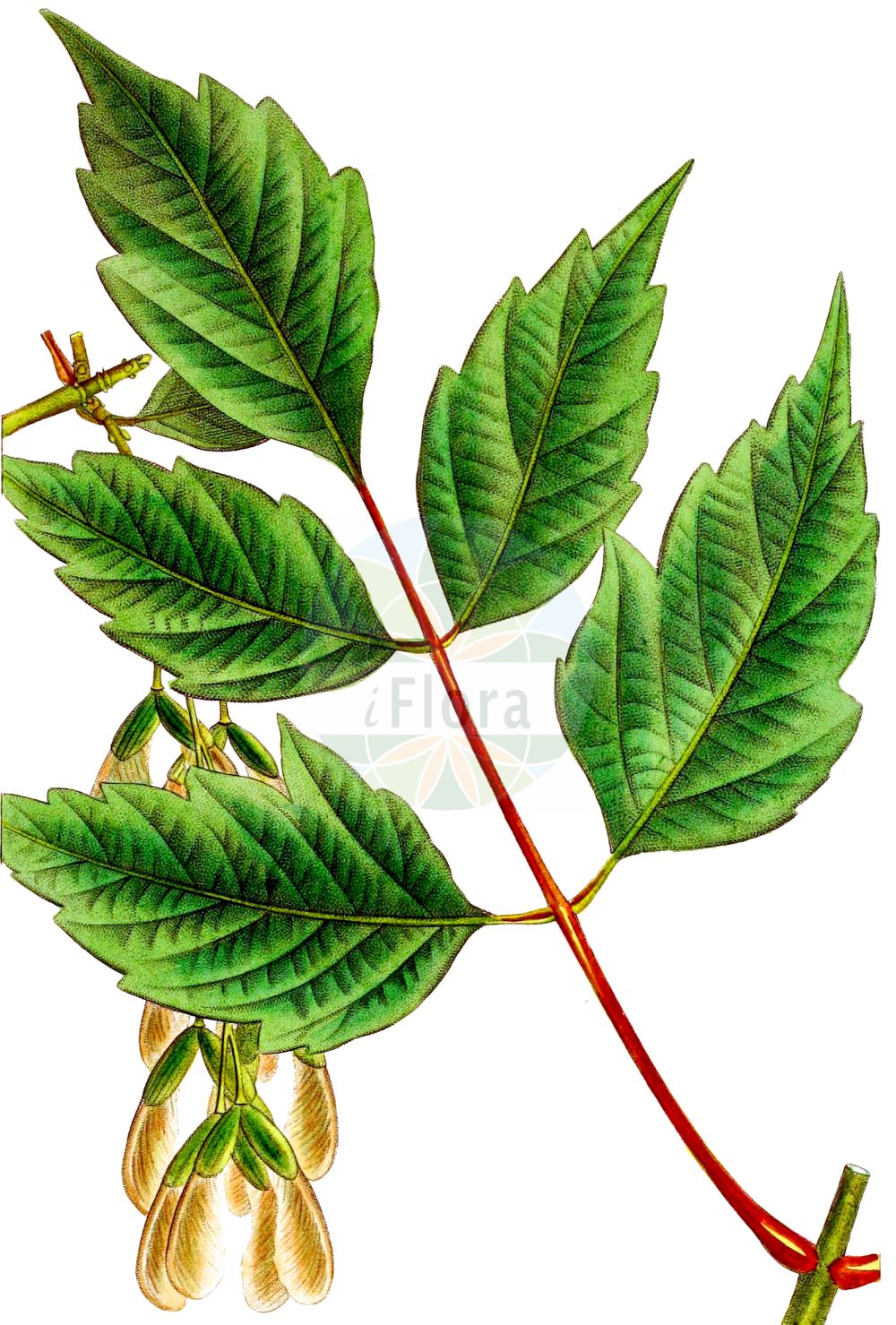 Acer negundo - Sapindaceae,Plantae,Pteridobiotina,Angiosperms,Sapindales,Sapindaceae,Hippocastanoideae,Acer,Acer negundo,Acer californicum var. texanum, Acer fauriei, Acer fraxinifolium, Acer fraxinifolium, Acer lobatum, Acer negundo f. angustifolium, Acer negundo f. angustissimum, Acer negundo f. argenteolimbatum, Acer negundo f. argenteomarginatum, Acer negundo f. argenteonotatum, Acer negundo f. argenteovariegatum, Acer negundo f. auratum, Acer negundo f. aureolimbatum, Acer negundo f. aureomaculatum, Acer negundo f. aureomarginatum, Acer negundo f. aureonotatum, Acer negundo f. aureovariegatum, Acer negundo f. bicolor, Acer negundo f. chrysophyllum, Acer negundo f. crispum, Acer negundo f. discolor, Acer negundo f. flamingo, Acer negundo f. fructurubro, Acer negundo f. giganteum, Acer negundo f. glabrescens, Acer negundo f. guttatum, Acer negundo f. heterophyllum, Acer negundo f. insigne, Acer negundo f. lanceolatum, Acer negundo f. latifolium, Acer negundo f. loeveorum, Acer negundo f. luteopictum, Acer negundo f. lutescens, Acer negundo f. nanum, Acer negundo f. negundo, Acer negundo f. petiolatum, Acer negundo f. pruinosum, Acer negundo f. quinatum, Acer negundo f. rubescens, Acer negundo f. sanguineum, Acer negundo f. variegatum, Acer negundo f. versicolor, Acer negundo f. violaceum, Acer negundo f. wesmaelianum, Acer negundo subsp. boreale, Acer negundo var. negundo, Acer negundo var. poseudocalifornicum, Acer negundo var. rubifolium, Acer negundo var. trifoliatum, Acer trifoliatum, Negundium fraxineum, Negundium fraxinifolium, Negundium lobatum, Negundium trifoliatum, Negundo aceroides, Negundo aceroides subsp. violaceus, Negundo aceroides var. violaceum, Negundo fraxinifolium var. crispum, Negundo fraxinifolium var. violaceum, Negundo fraxinus, Negundo negundo, Negundo virginianum, Rulac negundo, Rulac negundo var. latifolia,Eschen-Ahorn;ashleaf maple;water ash;black ash;boxelder;cutleaf maple;maple ash;red river maple;ash-leaved maple;manitoba maple;Erable à feuilles de frêne;erable de Malabar;erable négonde;érable à feuilles de frêne;érable de Malabar;érable négonde;érable negondo;négondo;arce americano;arce de hojas de fresno;arce negundo;Acero americano;acero a foglie di frassino;acero negundo;vederesdoorn;ácer-negundo;bordo-negundo;pau-ferro;клён американский;клён ясенелистный;кдён ясенелистный;dişbudak yapraklı akçaağaç;isfendan;panjë;negundo;javor negundovac;negundovac;ask lönn;askebladet løn;jesioklon;klon jesionolistny;Amerikanski javor;kőrislevelű juhar;zöld juhar;javor jasanolistý;arţar american;arțar american;javor jaseňolistý;клен ясенолистий;ясенолистен явор;ясенолистни явор;saarvaher;ošlapu kļava;askløn;saarnivaahtera;калифорнијски јасенолисни јавор;калифорнијски негундо;негундо;uosialapis klevas;fù yè fēng;复叶枫;ne gun do dan pung;네군도단풍
