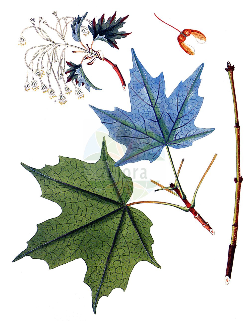 Acer saccharinum - Sapindaceae,Plantae,Pteridobiotina,Angiosperms,Sapindales,Sapindaceae,Hippocastanoideae,Acer,Acer saccharinum,Acer coccineum, Acer dasycarpum, Acer dasycarpum f. albovariegatum, Acer dasycarpum f. arbusculum, Acer dasycarpum f. aureomarginatum, Acer dasycarpum f. citreovariegatum, Acer dasycarpum f. curvatum, Acer dasycarpum f. heterophyllum, Acer dasycarpum f. lacteum, Acer dasycarpum f. longifolium, Acer dasycarpum f. lutescens, Acer dasycarpum f. macrophyllum, Acer dasycarpum f. monstrosum, Acer dasycarpum f. nanum, Acer dasycarpum f. palmatum, Acer dasycarpum f. pendulum, Acer dasycarpum f. pseudoternatum, Acer dasycarpum f. pulverulentum, Acer dasycarpum f. pyramidale, Acer dasycarpum f. sanguineum, Acer dasycarpum f. serpentinum, Acer dasycarpum f. tripartitum, Acer dasycarpum f. weiri, Acer dasycarpum var. aureovariegatum, Acer dasycarpum var. coloratum, Acer dasycarpum var. laciniatum, Acer dasycarpum var. pendulum, Acer dasycarpum var. subtrilobatum, Acer eriocarpum, Acer heterophyllum var. laciniatum, Acer pallidum, Acer pavia, Acer saccharinum f. ahlesii, Acer saccharinum f. purpureocarpum, Acer saccharinum f. variifolium, Acer saccharinum var. pseudoplatanoides, Acer saira, Acer tomentosum, Acer virginianum, Argentacer saccharinum, Argentacer saccharinum var. laciniatum, Saccharodendron saccharinum, Sacchrosphendamnus saccharinus,Silber-Ahorn;silver maple;creek maple;river maple;silverleaf maple;soft maple;swamp maple;water maple;white maple;sugar maple;Erable argenté;erable dur;erable blanc;érable argenté;érable blanc;érable dur;arce sacarino;Acero zuccherino;acero argentato;acero del Canada;acero bianco americano;acero del Canadà;vatten-bunge;witte esdoorn;ácer-prata;bordo-prateado;клён серебристый;şeker akçaağacı;javor;våt-arv;silverlönn;klon srebrzysty;ezüst juhar;javor stříbrný;javor strieborný;клен сріблястий;клен цукристий;сребрнолисни јавор;eder machsif;אֶדֶר מַכְסִיף;eun dan pung;은단풍