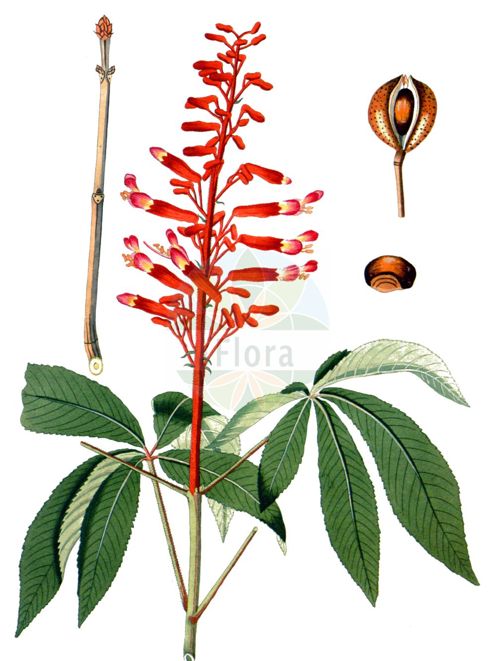 Aesculus pavia - Sapindaceae,Plantae,Pteridobiotina,Angiosperms,Sapindales,Sapindaceae,Hippocastanoideae,Aesculus,Aesculus pavia,Aesculus austrina, Aesculus discolor, Aesculus discolor var. mollis, Aesculus humilis, Aesculus lyonii, Aesculus mollis, Aesculus octandra var. discolor, Aesculus pavia var. discolor, Aesculus pavia var. humilis, Aesculus pavia var. hybrida, Aesculus pavia var. nana, Aesculus pavia var. pavia, Aesculus pavia var. pendula, Aesculus pubescens, Aesculus rubescens, Aesculus rubicunda var. whitleyi, Aesculus rubra, Aesculus splendens, Aesculus whitleyi, Macrothyrsus discolor, Pavia americana, Pavia atropurpurea, Pavia coriacea, Pavia fulva, Pavia glauca, Pavia humilis, Pavia intermedia, Pavia lindleyana, Pavia livida, Pavia longiflora, Pavia lucida, Pavia michauxii, Pavia mollis, Pavia octandria, Pavia pubescens, Pavia punctata, Pavia rubra, Pavia rubra f. pendula, Pavia rubra var. humilis, Pavia rubra var. sublaciniata, Pavia whitleyi, Pavia willdenowiana, Paviana coccinea, Pawia rubra,Rote Rosskastanie;Pavie;Echte Pavie;aescule rouge;pavier rouge;pavía roja;ippocastano rosso;eschilo rosso;gladde paardekastanje;конский каштан красный;конский каштан павия;kırmızı atkestanesi;crveni kesten;amerikansk hästkastanj;kasztanowiec krwisty;vörös vadgesztenye;jírovec pávie;pagaštan páviový;гіркокаштан червоний;црвени дивљи кестен
