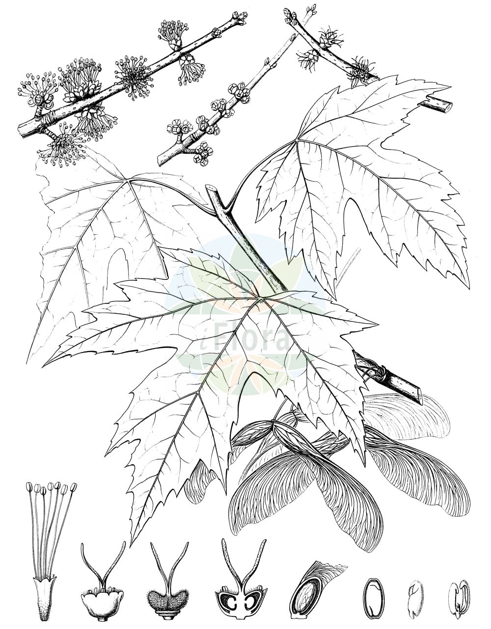 Acer saccharinum - Sapindaceae,Plantae,Pteridobiotina,Angiosperms,Sapindales,Sapindaceae,Hippocastanoideae,Acer,Acer saccharinum,Acer coccineum, Acer dasycarpum, Acer dasycarpum f. albovariegatum, Acer dasycarpum f. arbusculum, Acer dasycarpum f. aureomarginatum, Acer dasycarpum f. citreovariegatum, Acer dasycarpum f. curvatum, Acer dasycarpum f. heterophyllum, Acer dasycarpum f. lacteum, Acer dasycarpum f. longifolium, Acer dasycarpum f. lutescens, Acer dasycarpum f. macrophyllum, Acer dasycarpum f. monstrosum, Acer dasycarpum f. nanum, Acer dasycarpum f. palmatum, Acer dasycarpum f. pendulum, Acer dasycarpum f. pseudoternatum, Acer dasycarpum f. pulverulentum, Acer dasycarpum f. pyramidale, Acer dasycarpum f. sanguineum, Acer dasycarpum f. serpentinum, Acer dasycarpum f. tripartitum, Acer dasycarpum f. weiri, Acer dasycarpum var. aureovariegatum, Acer dasycarpum var. coloratum, Acer dasycarpum var. laciniatum, Acer dasycarpum var. pendulum, Acer dasycarpum var. subtrilobatum, Acer eriocarpum, Acer heterophyllum var. laciniatum, Acer pallidum, Acer pavia, Acer saccharinum f. ahlesii, Acer saccharinum f. purpureocarpum, Acer saccharinum f. variifolium, Acer saccharinum var. pseudoplatanoides, Acer saira, Acer tomentosum, Acer virginianum, Argentacer saccharinum, Argentacer saccharinum var. laciniatum, Saccharodendron saccharinum, Sacchrosphendamnus saccharinus,Silber-Ahorn;silver maple;creek maple;river maple;silverleaf maple;soft maple;swamp maple;water maple;white maple;sugar maple;Erable argenté;erable dur;erable blanc;érable argenté;érable blanc;érable dur;arce sacarino;Acero zuccherino;acero argentato;acero del Canada;acero bianco americano;acero del Canadà;vatten-bunge;witte esdoorn;ácer-prata;bordo-prateado;клён серебристый;şeker akçaağacı;javor;våt-arv;silverlönn;klon srebrzysty;ezüst juhar;javor stříbrný;javor strieborný;клен сріблястий;клен цукристий;сребрнолисни јавор;eder machsif;אֶדֶר מַכְסִיף;eun dan pung;은단풍