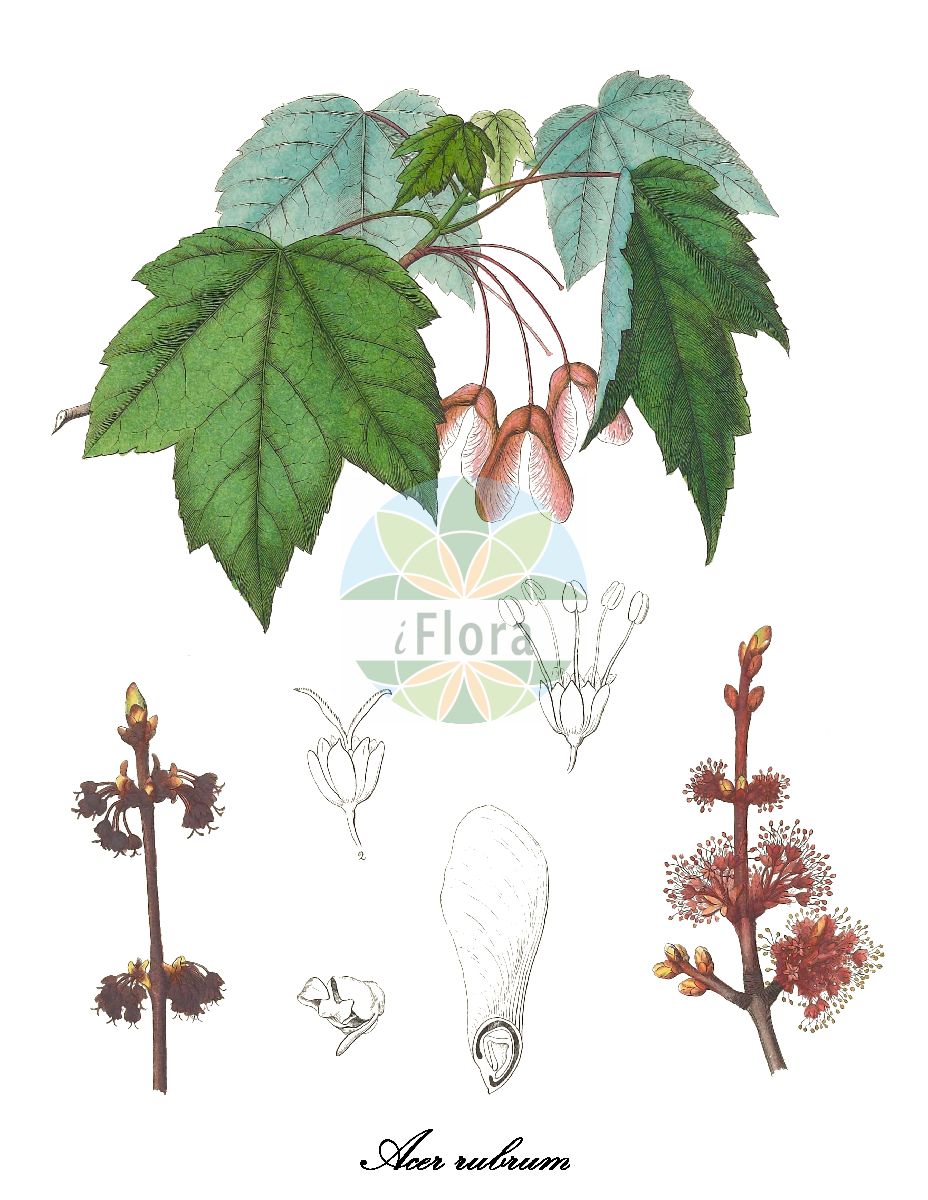 Acer rubrum - Sapindaceae,Plantae,Pteridobiotina,Angiosperms,Sapindales,Sapindaceae,Hippocastanoideae,Acer,Acer rubrum,Acer carolinianum, Acer coccineum, Acer drummondii, Acer drummondii, Acer fulgens, Acer glaucum, Acer glaucum, Acer hypoleucum, Acer microphyllum, Acer rubrum f. breviramusculum, Acer rubrum f. clausum, Acer rubrum f. columnare, Acer rubrum f. drummondii, Acer rubrum f. microphyllum, Acer rubrum f. pallidiflorum, Acer rubrum f. palmatum, Acer rubrum f. pendulum, Acer rubrum f. rotundata, Acer rubrum f. rubrum, Acer rubrum f. sanguineum, Acer rubrum f. semiorbiculatum, Acer rubrum f. tomentosum, Acer rubrum f. tridens, Acer rubrum f. viride, Acer rubrum f. wagneri, Acer rubrum subsp. carolinianum, Acer rubrum subsp. drummondii, Acer rubrum subsp. microphyllum, Acer rubrum subsp. semiorbiculatum, Acer rubrum subsp. tomentosum, Acer rubrum var. clausum, Acer rubrum var. coccineum, Acer rubrum var. columnare, Acer rubrum var. drummondii, Acer rubrum var. eurubrum, Acer rubrum var. globosum, Acer rubrum var. intermedium, Acer rubrum var. latifolium, Acer rubrum var. pallidiflorum, Acer rubrum var. pallidum, Acer rubrum var. pendulum, Acer rubrum var. rubrocarpum, Acer rubrum var. sanguineum, Acer rubrum var. schlesingeri, Acer rubrum var. stenocarpum, Acer rubrum var. tomentosum, Acer rubrum var. tridens, Acer rubrum var. trilobum, Acer rubrum var. virginianum, Acer rubrum var. viride, Acer sanguineum, Acer semiorbiculatum, Acer splendens, Acer wagneri, Rufacer carolinianum, Rufacer drummondii, Rufacer rubrum,Rot-Ahorn;erable rouge;erable femelle;erable de Virginie;érable de Virginie;érable femelle;érable rouge;arce rojo;arce de agua;acero rosso;vatten-måra;roode esdoorn;rode esdoorn;bordo-vermelho;клён красный;röd lönn;klon czerwony;клен червоний