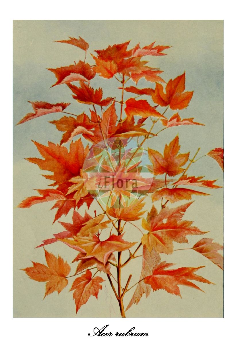 Acer rubrum - Sapindaceae,Plantae,Pteridobiotina,Angiosperms,Sapindales,Sapindaceae,Hippocastanoideae,Acer,Acer rubrum,Acer carolinianum, Acer coccineum, Acer drummondii, Acer drummondii, Acer fulgens, Acer glaucum, Acer glaucum, Acer hypoleucum, Acer microphyllum, Acer rubrum f. breviramusculum, Acer rubrum f. clausum, Acer rubrum f. columnare, Acer rubrum f. drummondii, Acer rubrum f. microphyllum, Acer rubrum f. pallidiflorum, Acer rubrum f. palmatum, Acer rubrum f. pendulum, Acer rubrum f. rotundata, Acer rubrum f. rubrum, Acer rubrum f. sanguineum, Acer rubrum f. semiorbiculatum, Acer rubrum f. tomentosum, Acer rubrum f. tridens, Acer rubrum f. viride, Acer rubrum f. wagneri, Acer rubrum subsp. carolinianum, Acer rubrum subsp. drummondii, Acer rubrum subsp. microphyllum, Acer rubrum subsp. semiorbiculatum, Acer rubrum subsp. tomentosum, Acer rubrum var. clausum, Acer rubrum var. coccineum, Acer rubrum var. columnare, Acer rubrum var. drummondii, Acer rubrum var. eurubrum, Acer rubrum var. globosum, Acer rubrum var. intermedium, Acer rubrum var. latifolium, Acer rubrum var. pallidiflorum, Acer rubrum var. pallidum, Acer rubrum var. pendulum, Acer rubrum var. rubrocarpum, Acer rubrum var. sanguineum, Acer rubrum var. schlesingeri, Acer rubrum var. stenocarpum, Acer rubrum var. tomentosum, Acer rubrum var. tridens, Acer rubrum var. trilobum, Acer rubrum var. virginianum, Acer rubrum var. viride, Acer sanguineum, Acer semiorbiculatum, Acer splendens, Acer wagneri, Rufacer carolinianum, Rufacer drummondii, Rufacer rubrum,Rot-Ahorn;erable rouge;erable femelle;erable de Virginie;érable de Virginie;érable femelle;érable rouge;arce rojo;arce de agua;acero rosso;vatten-måra;roode esdoorn;rode esdoorn;bordo-vermelho;клён красный;röd lönn;klon czerwony;клен червоний