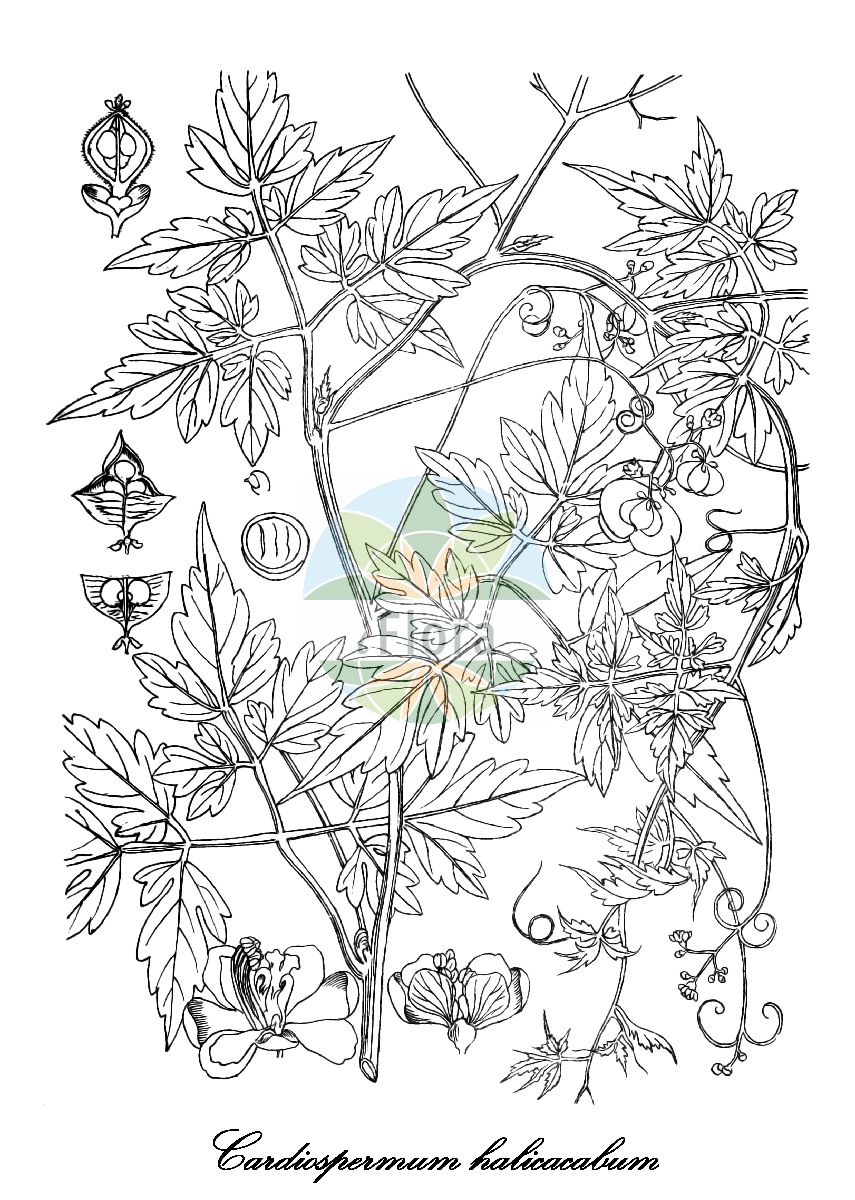 Cardiospermum halicacabum - Sapindaceae,Plantae,Pteridobiotina,Angiosperms,Sapindales,Sapindaceae,Sapindoideae,Cardiospermum,Cardiospermum halicacabum,Cardiospermum acuminatum, Cardiospermum corycodes, Cardiospermum glabrum, Cardiospermum halicacabum var. grandiflorum, Cardiospermum halicacabum var. halicacabum, Cardiospermum inflatum, Cardiospermum luridum, Cardiospermum moniliferum, Corindum halicacabum, Rhodiola biternata,Ballonrebe;Ballonpflanze;pois de merveille;pois de coeur;revienta caballo;bobo;bejuco de orinar;ballarina;farolito;colochero;bejuco tronador;alfombrilla;bolsilla;bombilla;farolitos;hierba de los farolitos;hierba del chivato;hierba del golpe;huevo de gato;rayó;tronador;vesicaria del cuore;dominicani;paternostrinie;cuore del Indie;cuore delle Indie;blaaserwt;balãozinho;кардиоспермум халикакабский;кардиоспермум халикакабум;fanalets;fanals;llanternes;ballongranka;ballonvin;nasiona serca;winorośl balonowa;miłość w obłoku;fûsen-kazura;フウセンカズラ;dǎo dì líng;倒地铃