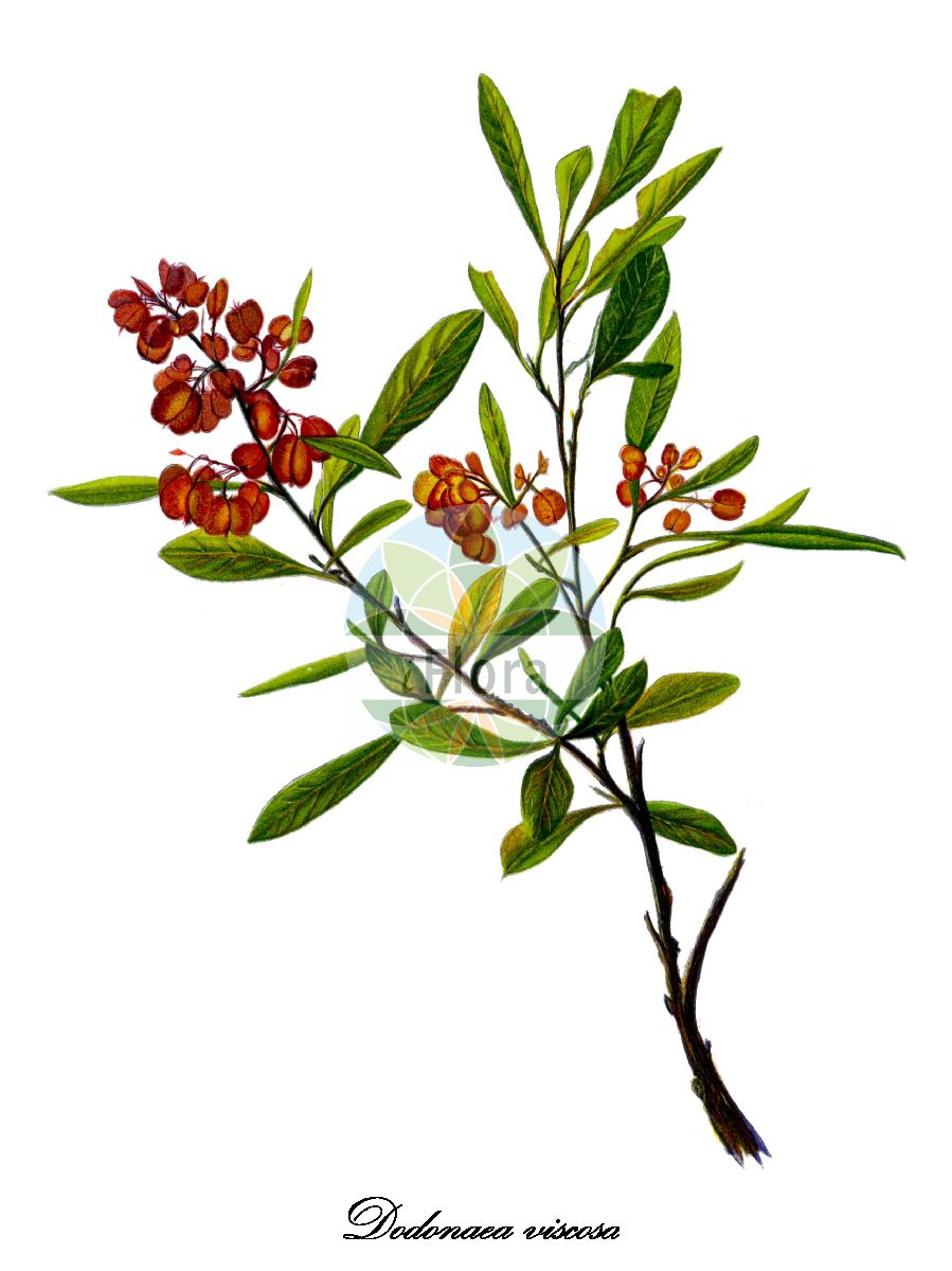 Dodonaea viscosa - Sapindaceae,Plantae,Pteridobiotina,Angiosperms,Sapindales,Sapindaceae,Dodonaeoideae,Dodonaea,Dodonaea viscosa,Dodonaea arabica, Dodonaea arborea, Dodonaea bialata, Dodonaea candolleana, Dodonaea candolleana var. minor, Dodonaea cuneata, Dodonaea dioica, Dodonaea ehrenbergii, Dodonaea eriocarpa, Dodonaea eriocarpa f. acuminata, Dodonaea eriocarpa f. decipiens, Dodonaea eriocarpa f. degeneri, Dodonaea eriocarpa f. galapagensis, Dodonaea eriocarpa f. obtusior, Dodonaea eriocarpa f. obtusiorgalapagensis, Dodonaea eriocarpa f. pallida, Dodonaea eriocarpa var. amphioxea, Dodonaea eriocarpa var. confertior, Dodonaea eriocarpa var. costulata, Dodonaea eriocarpa var. degeneri, Dodonaea eriocarpa var. forbesii, Dodonaea eriocarpa var. glabrescens, Dodonaea eriocarpa var. hillebrandii, Dodonaea eriocarpa var. hosakana, Dodonaea eriocarpa var. lanaiensis, Dodonaea eriocarpa var. molokaiensis, Dodonaea eriocarpa var. oblonga, Dodonaea eriocarpa var. obtusior, Dodonaea eriocarpa var. pallida, Dodonaea eriocarpa var. sherffii, Dodonaea eriocarpa var. skottsbergii, Dodonaea eriocarpa var. vaccinioides, Dodonaea eriocarpa var. varians, Dodonaea eriocarpa var. waimeana, Dodonaea fauriei, Dodonaea forsteri, Dodonaea illita, Dodonaea jamaicensis, Dodonaea kohautiana, Dodonaea latifolia, Dodonaea linearifolia, Dodonaea lucida, Dodonaea microcarya, Dodonaea neriifolia, Dodonaea oblongifolia, Dodonaea ovata, Dodonaea pallida, Dodonaea pauca, Dodonaea paulinia, Dodonaea pentandra, Dodonaea repanda, Dodonaea sandwicensis, Dodonaea sandwicensis var. latifolia, Dodonaea sandwicensis var. simulans, Dodonaea scabra, Dodonaea stenoptera, Dodonaea stenoptera var. fauriei, Dodonaea thunbergiana, Dodonaea viscosa f. arborescens, Dodonaea viscosa f. ehrenbergii, Dodonaea viscosa f. elaeagnoides, Dodonaea viscosa f. eriocarpoidea, Dodonaea viscosa f. hispidula, Dodonaea viscosa f. lilacina, Dodonaea viscosa f. minor, Dodonaea viscosa f. repanda, Dodonaea viscosa f. spatulata, Dodonaea viscosa f. viridula, Dodonaea viscosa var. candolleana, Dodonaea viscosa var. galapagensis, Dodonaea viscosa var. minor, Dodonaea viscosa var. obovata, Dodonaea viscosa var. stokesiana, Dodonaea viscosa var. viscosa, Ptelea viscosa,Australischer Hopfen;bois de reinette;dodonée visqueuse;bois d'arnette;chamana;hayuelo;chirca de monte;dodonea;kleverige hopstruik;vassoura-vermelha;липкая додонея;додонея липкая;chē sāng zǐ;车桑子