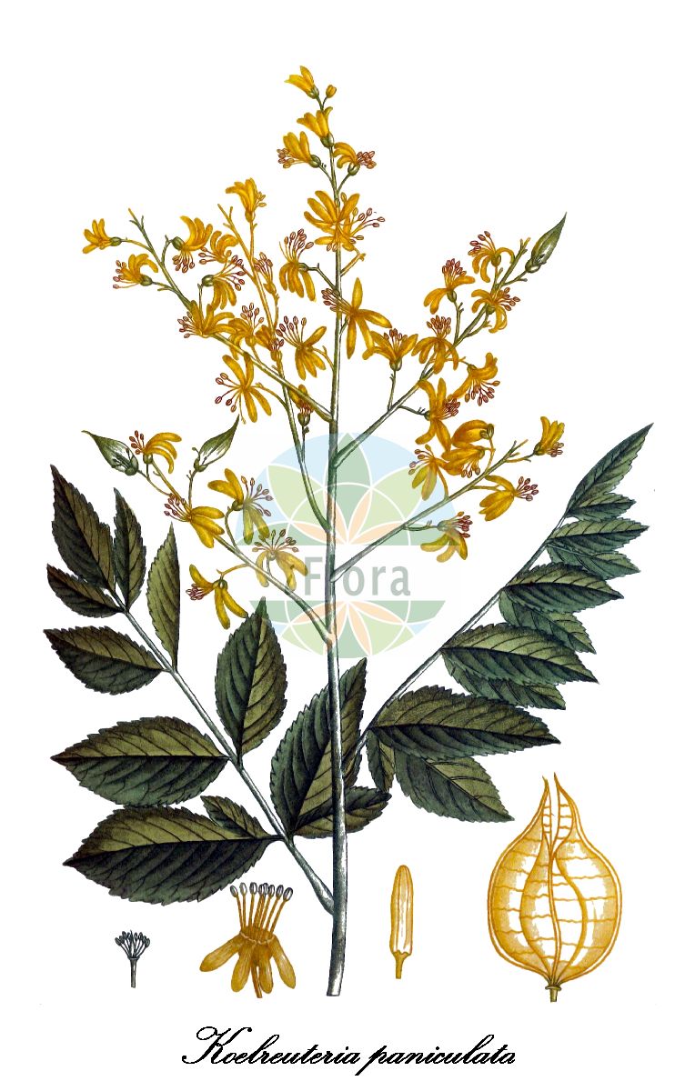 Koelreuteria paniculata - Sapindaceae,Plantae,Pteridobiotina,Angiosperms,Sapindales,Sapindaceae,Sapindoideae,Koelreuteria,Koelreuteria paniculata,Koelreuteria apiculata, Koelreuteria bipinnata var. apiculata, Koelreuteria chinensis, Koelreuteria japonica, Koelreuteria paniculata f. miyagiensis, Koelreuteria paniculata var. apiculata, Koelreuteria paniculata var. lixianensis, Koelreuteria paullinoides, Paullinia aurea, Sapindus chinensis, Sapindus paniculata,Rispen-Blasenbaum;Blasenesche;Blasenbaum;pride-of-india;Savonnier;koelreuteria paniculée;arbre à vernis de Chine;savonnier de Chine;árbol de los farolitos;farolillos;jabonero de la China;kolreuteria;sapindo de China;albero della vernice;gele zeepboom;árvore-de-chuva-dourada;coreutéria;flor-da-China;quereutéria;saboeiro;кёльрейтерия метельчатая;güvey kandili;saboner de Xina;sapindó;kelreuterija;kinesträd;mydleniec wiechowaty;mokugenji;モクゲンジ;bugás csörgőfa;svitel latnatý;jaseňovec metlinatý;кельрейтерія волотиста;luán shù;栾树