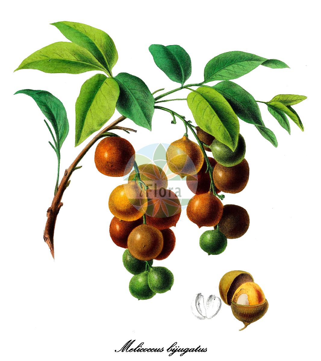 Melicoccus bijugatus - Sapindaceae,Plantae,Pteridobiotina,Angiosperms,Sapindales,Sapindaceae,Sapindoideae,Melicoccus,Melicoccus bijugatus,Melicocca bijuga, Melicocca carpoodea, Melicoccus bijugatus f. alata, Melicoccus bijugatus f. alatus, Stadmannia bijuga,Honigbeere