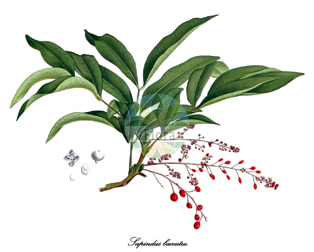 Lepisanthes fruticosa - Sapindaceae,Plantae,Pteridobiotina,Angiosperms,Sapindales,Sapindaceae,Sapindoideae,Lepisanthes,Lepisanthes fruticosa,Capura fruticosa, Capura nigrescens, Capura pinnata, Capura pulchella, Capura zollingerianus, Koelreuteria edulis, Otolepis cambodiana, Otolepis erythrocalyx, Otolepis fruticosa, Otolepis furcata, Otolepis nigrescens, Otolepis nodosa, Otophora acuminata, Otophora anomala, Otophora bijuga, Otophora blancoi, Otophora cambodiana, Otophora cauliflora, Otophora eberhardtii, Otophora erythrocalyx, Otophora fruticosa, Otophora furcata, Otophora glandulosa, Otophora grandifoliola, Otophora lancifolia, Otophora latifolia, Otophora nigrescens, Otophora nodosa, Otophora oliviformis, Otophora pinnata, Otophora pulchella, Otophora resecta, Otophora sessllis, Otophora setigera, Otophora siamensis, Otophora zollingeriana, Sapindus baccatus, Sapindus fruticosus