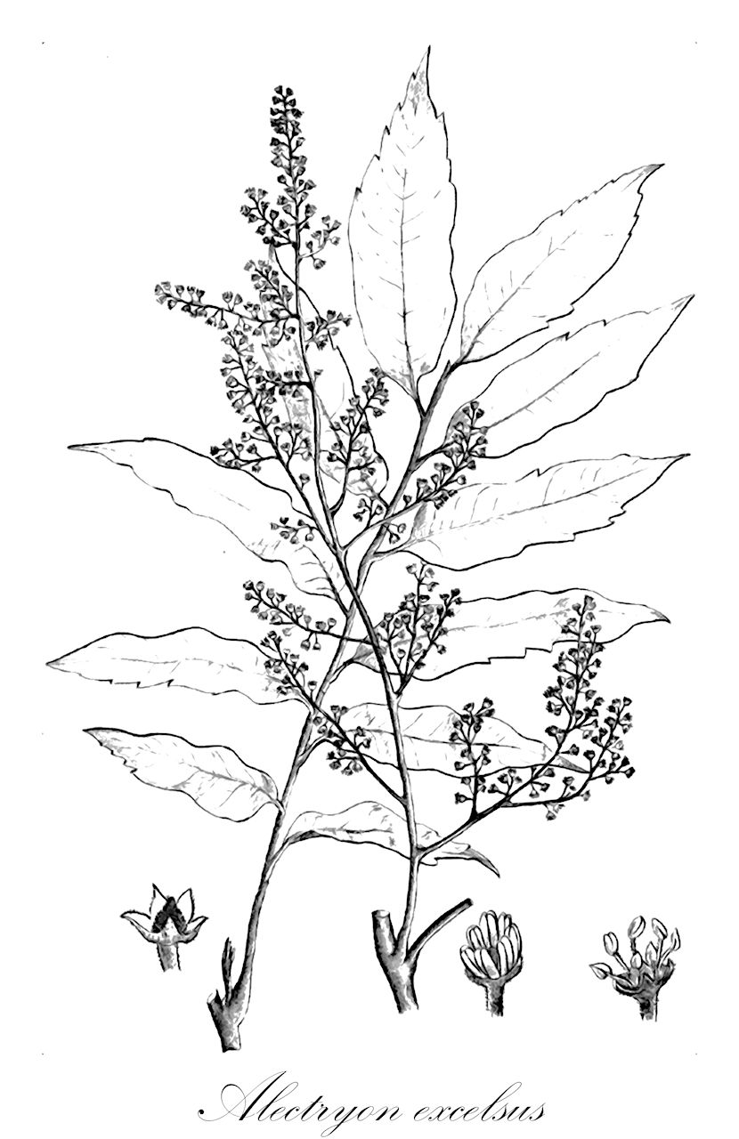 Alectryon excelsus - Sapindaceae,Plantae,Pteridobiotina,Angiosperms,Sapindales,Sapindaceae,Sapindoideae,Alectryon,Alectryon excelsus,Euonymoides excelsa, Evonymoides excelsa