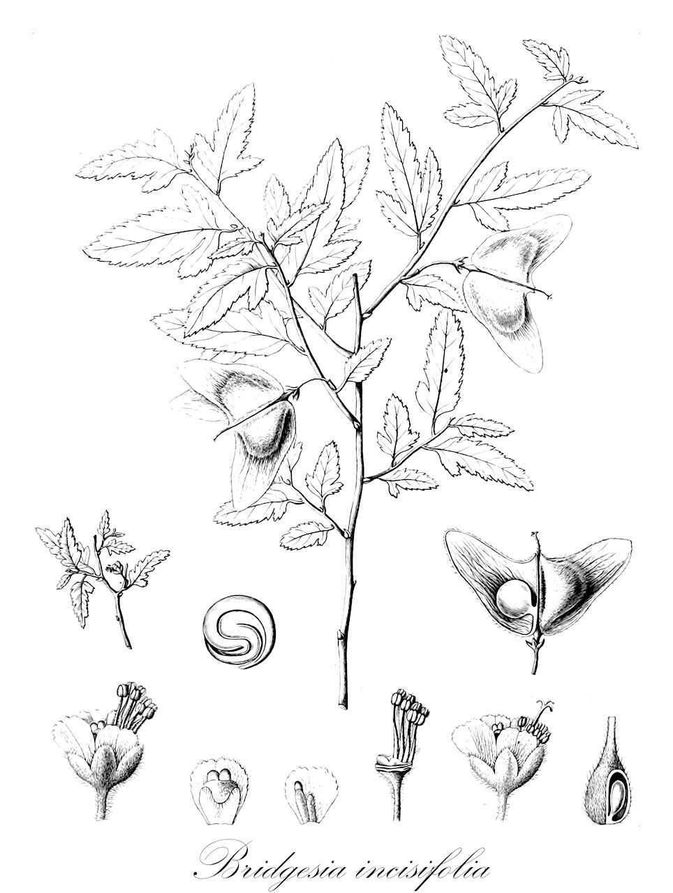 Bridgesia incisifolia - Sapindaceae,Plantae,Pteridobiotina,Angiosperms,Sapindales,Sapindaceae,Sapindoideae,Bridgesia,Bridgesia incisifolia,Tripterocarpus incisifolia