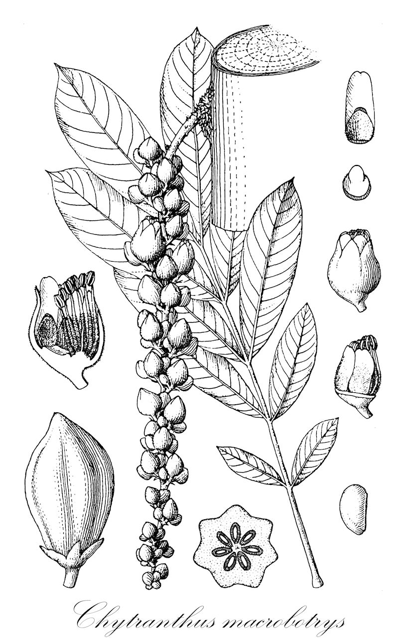 Chytranthus macrobotrys - Sapindaceae,Plantae,Pteridobiotina,Angiosperms,Sapindales,Sapindaceae,Sapindoideae,Chytranthus,Chytranthus macrobotrys,Chytranthus mayumbensis, Glossolepis giorgii, Glossolepis macrobotrys