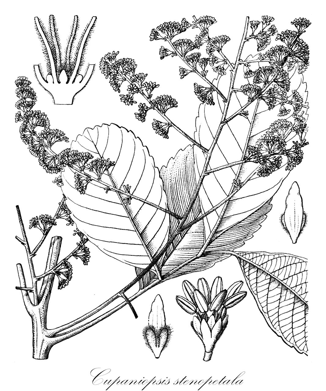 Cupaniopsis stenopetala - Sapindaceae,Cupaniopsis oxypetala,Plantae,Pteridobiotina,Angiosperms,Sapindales,Sapindaceae,Sapindoideae,Cupaniopsis,Cupaniopsis stenopetala