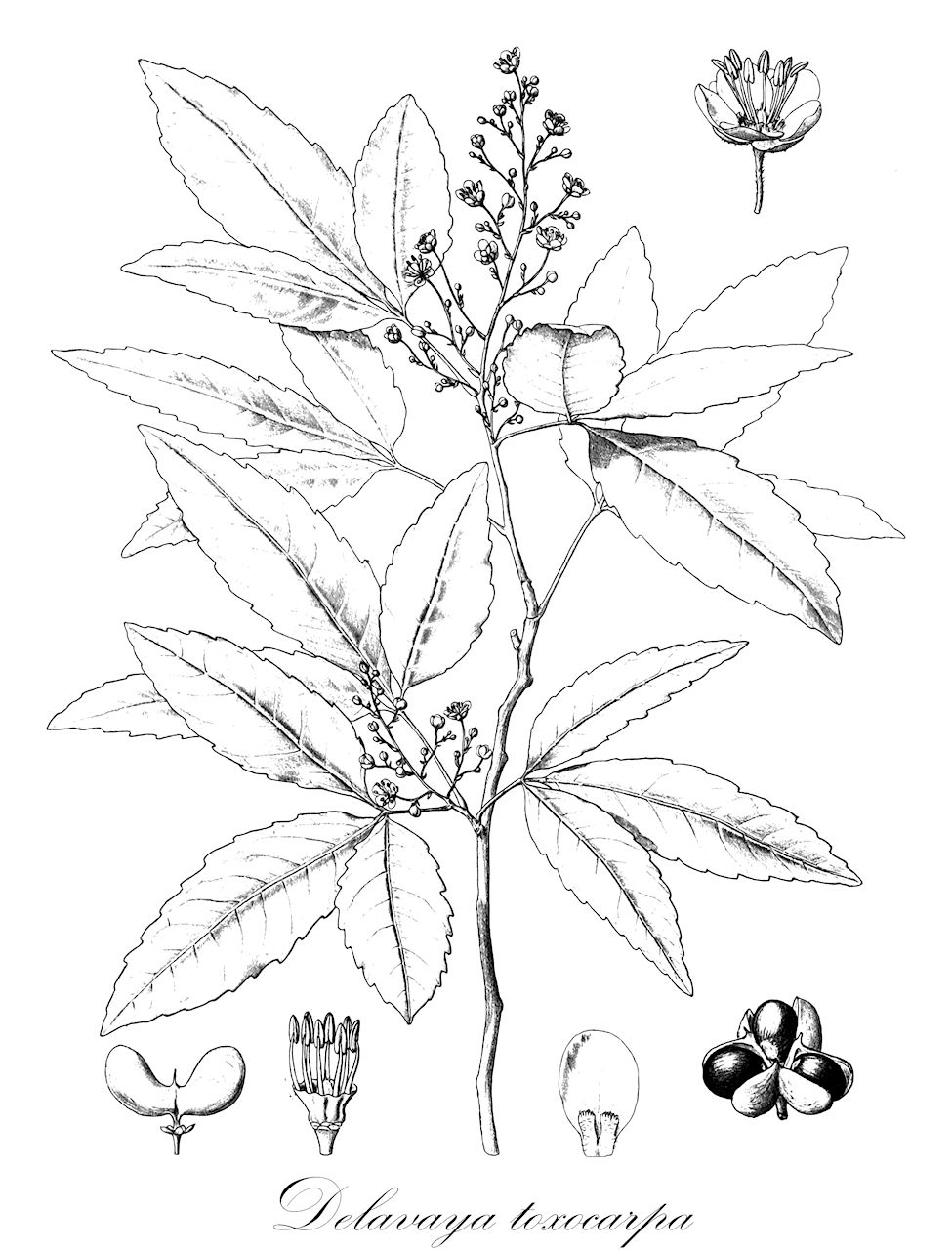 Delavaya toxocarpa - Sapindaceae,Plantae,Pteridobiotina,Angiosperms,Sapindales,Sapindaceae,Sapindoideae,Delavaya,Delavaya toxocarpa,Delavaya yunnanensis