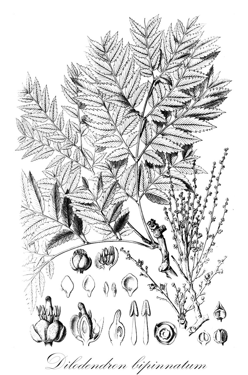 Dilodendron bipinnatum - Sapindaceae,Plantae,Pteridobiotina,Angiosperms,Sapindales,Sapindaceae,Sapindoideae,Dilodendron,Dilodendron bipinnatum