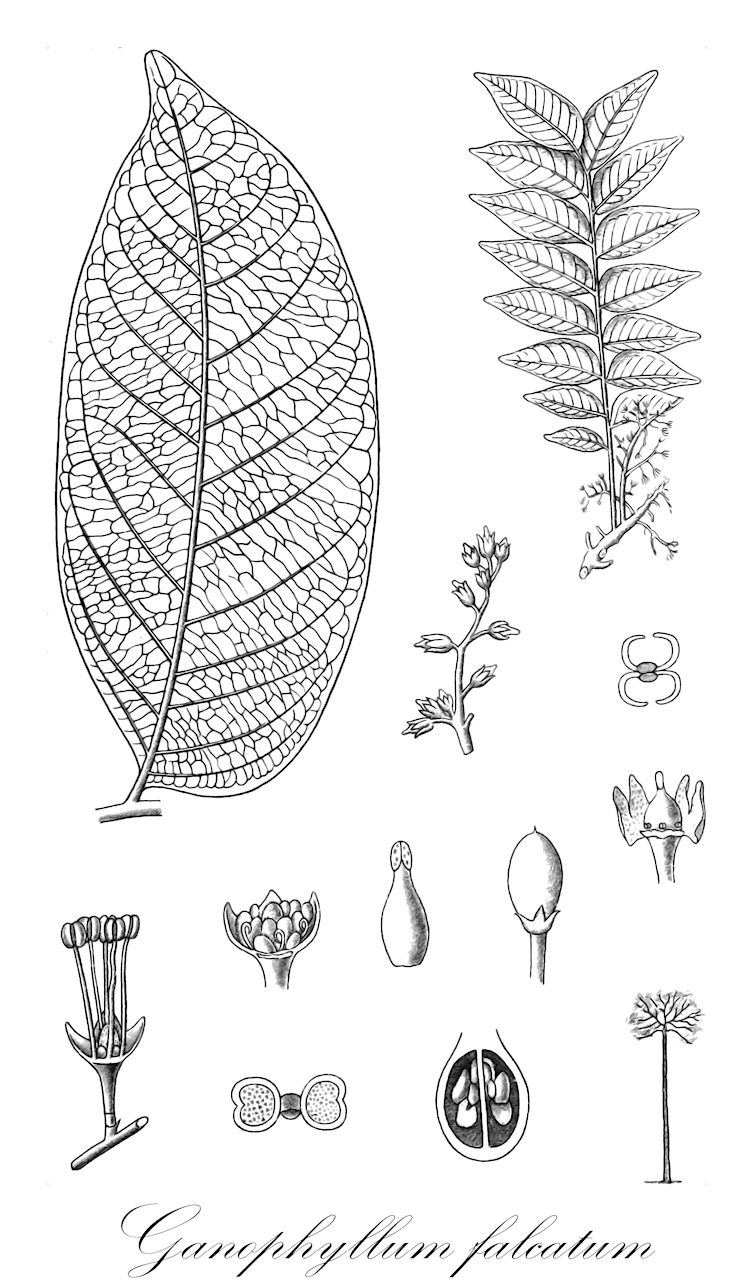 Ganophyllum falcatum - Sapindaceae,Plantae,Pteridobiotina,Angiosperms,Sapindales,Sapindaceae,Dodonaeoideae,Ganophyllum,Ganophyllum falcatum,Dictyoneura integerrima
