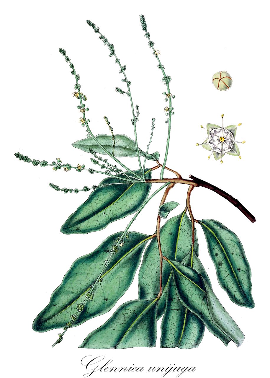 Glenniea unijuga - Sapindaceae,Plantae,Pteridobiotina,Angiosperms,Sapindales,Sapindaceae,Sapindoideae,Glenniea,Glenniea unijuga,Euphoria fuscata, Glenniea unijuga f. fuscata, Glenniea zeylanica, Glenniea zeylanica var. fuscata, Glenniea zeylanica var. unijuga